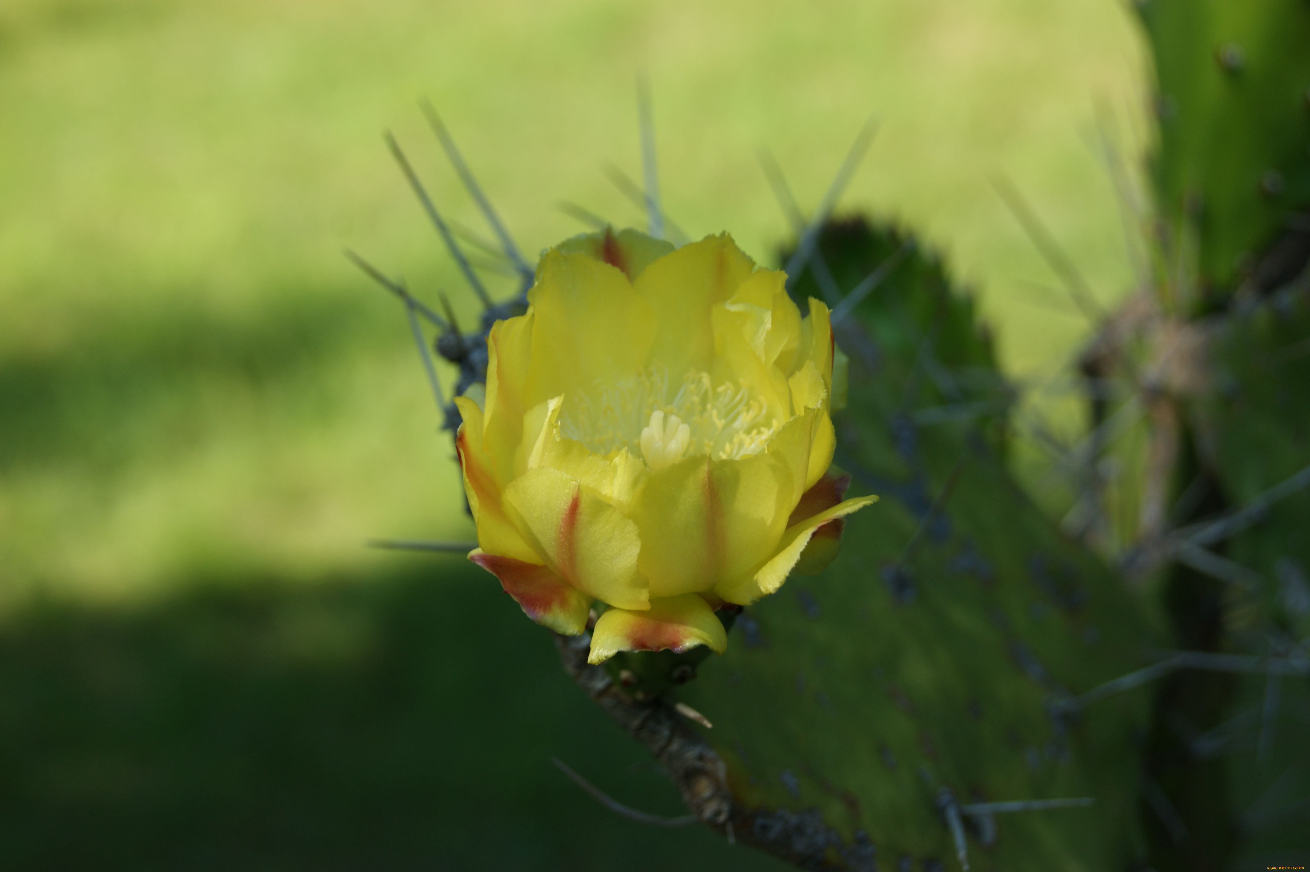 кактус, цветет, цветы, кактусы, иголки