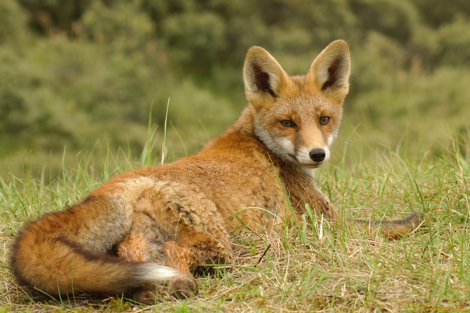 животные, лисы, взгляд, трава, лиса