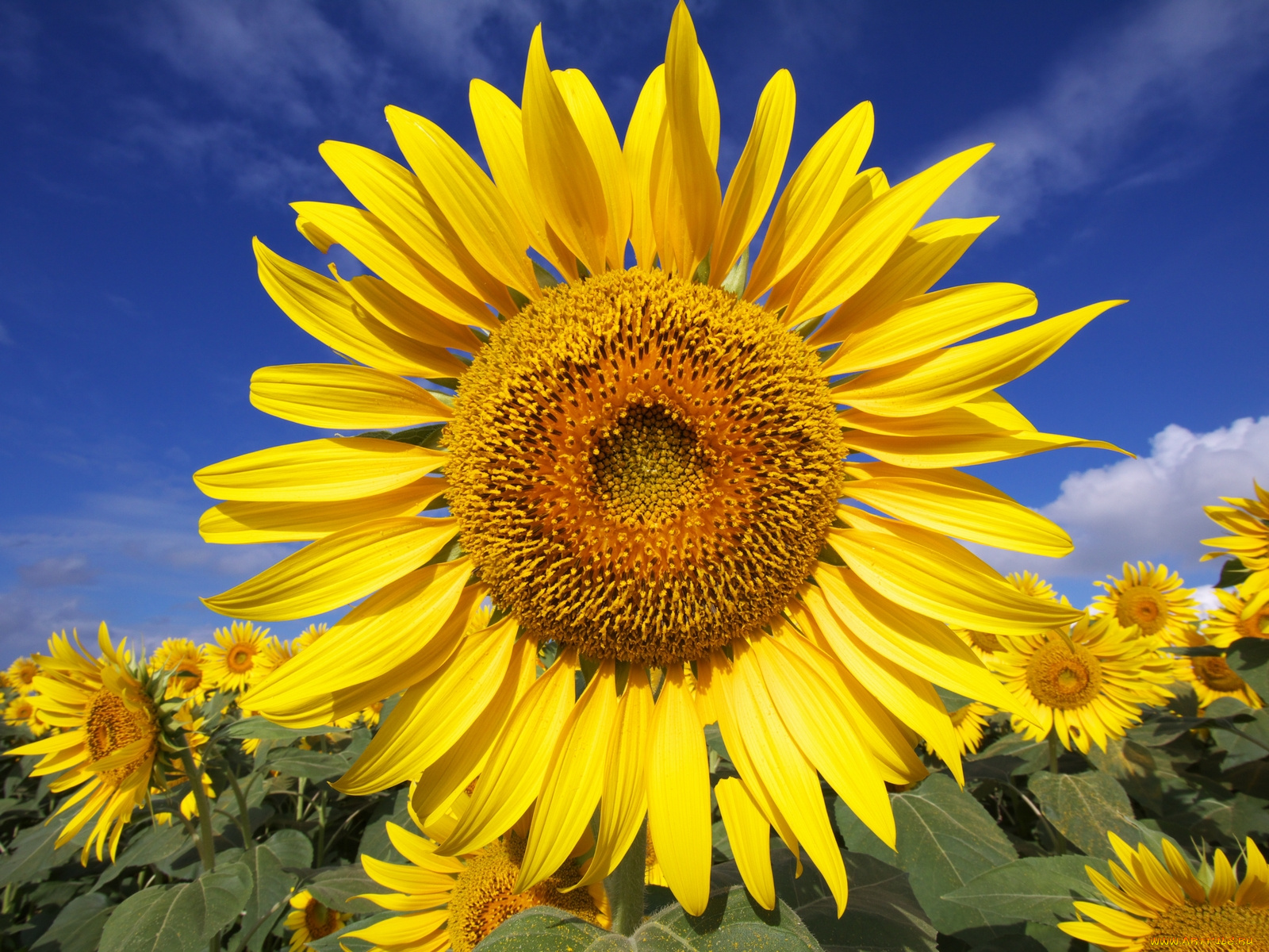 цветы, подсолнухи, подсолнух