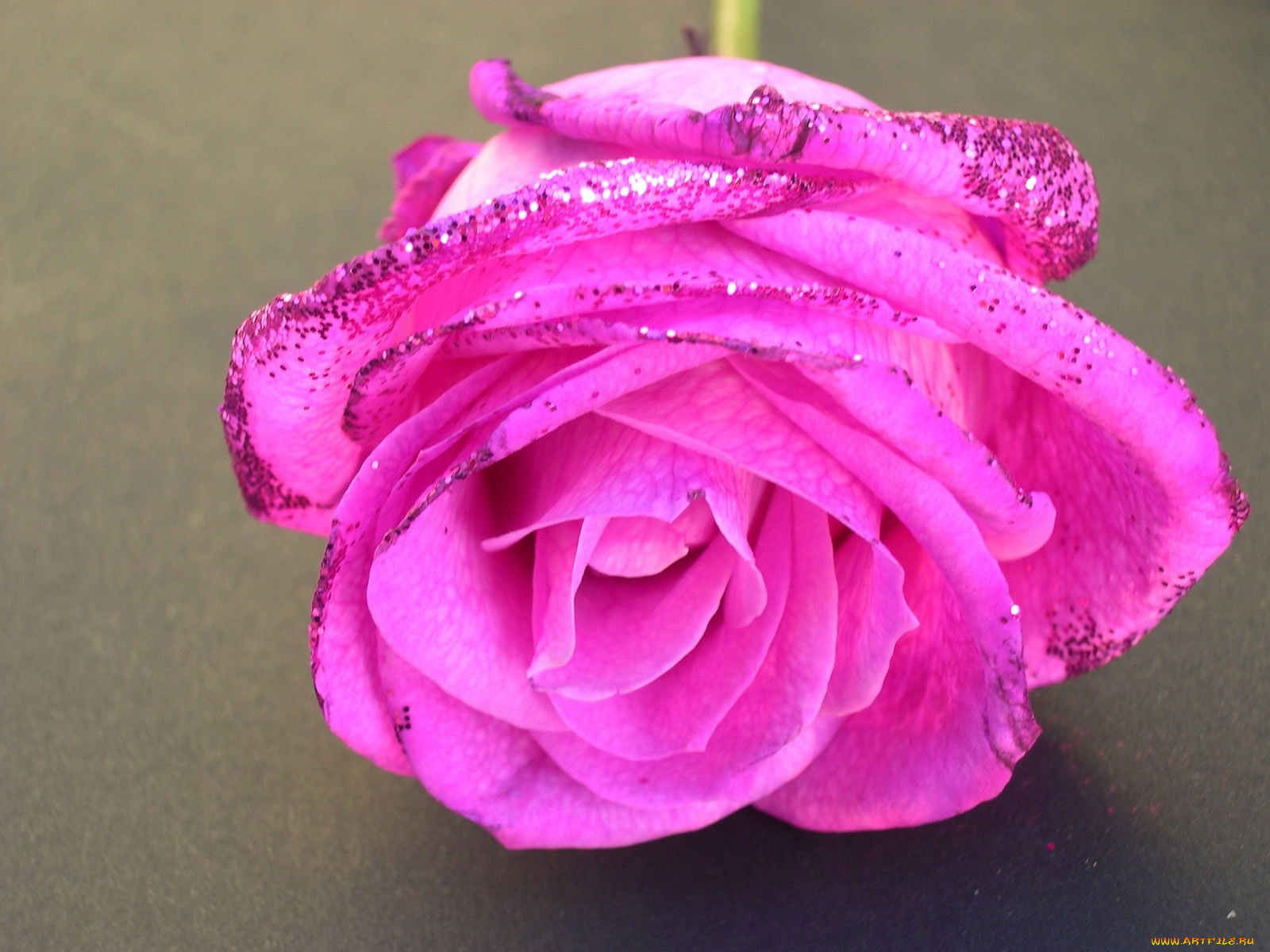 цветы, розы, блестки