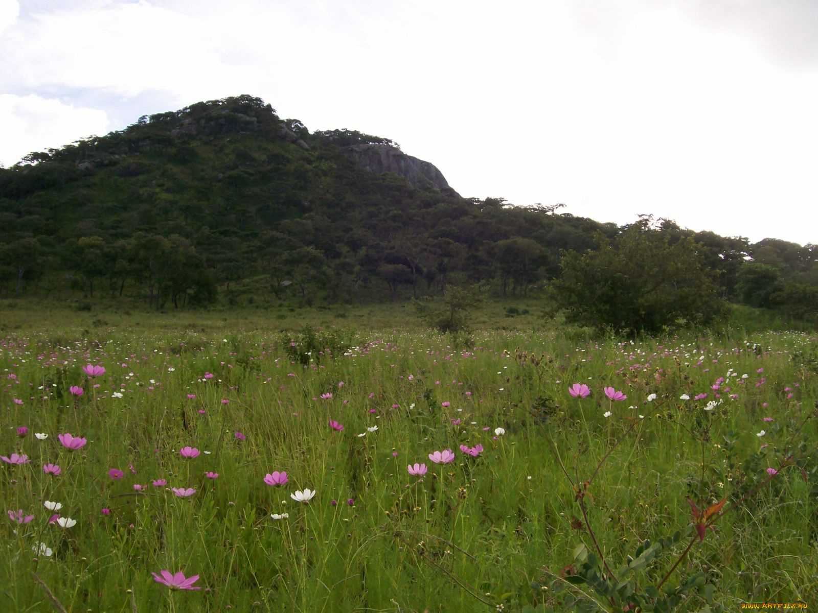 природа, луга, луг, скала, лес