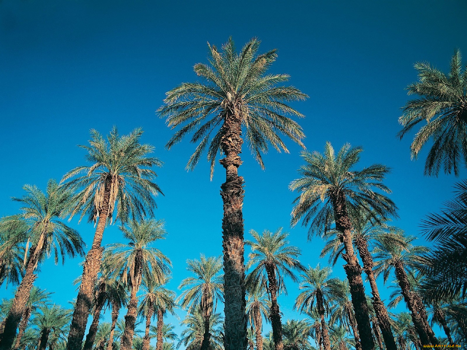 природа, тропики, небо, пальмы