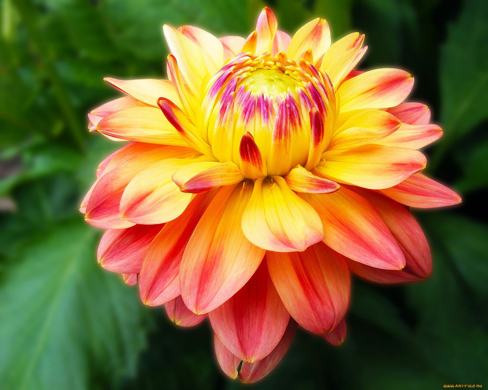 цветы, георгины, бутон