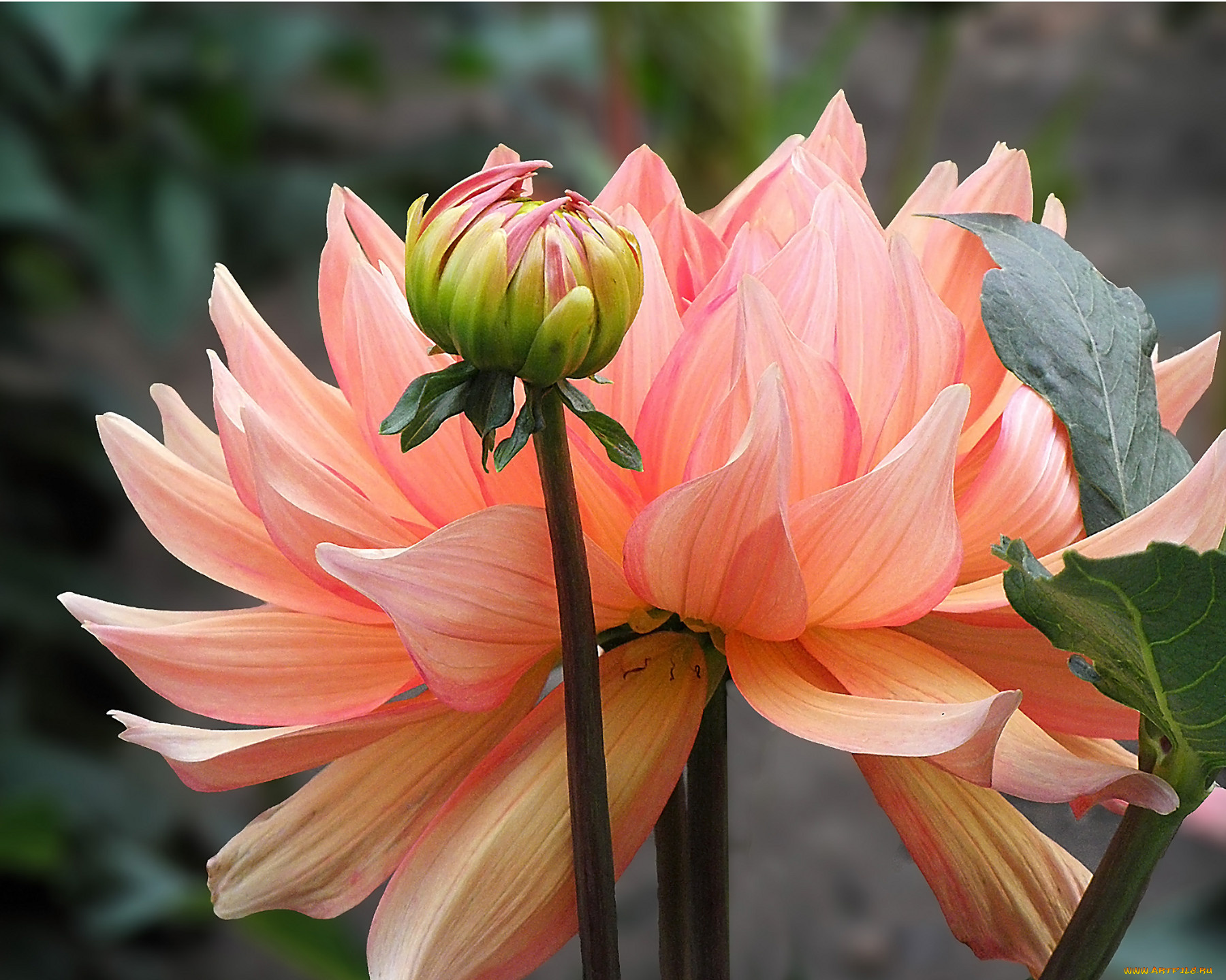 цветы, георгины, бутогны