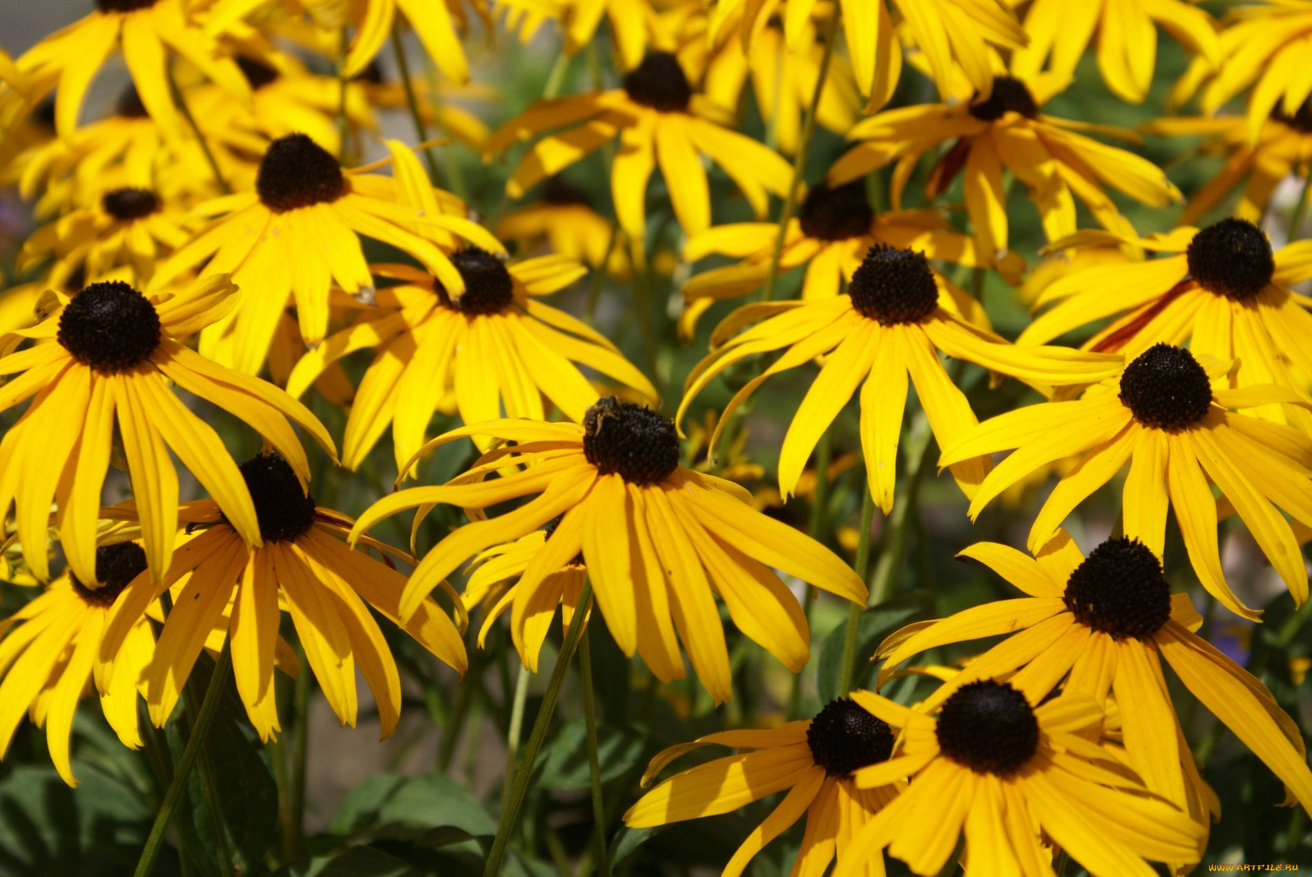 цветы, рудбекия, бутоны