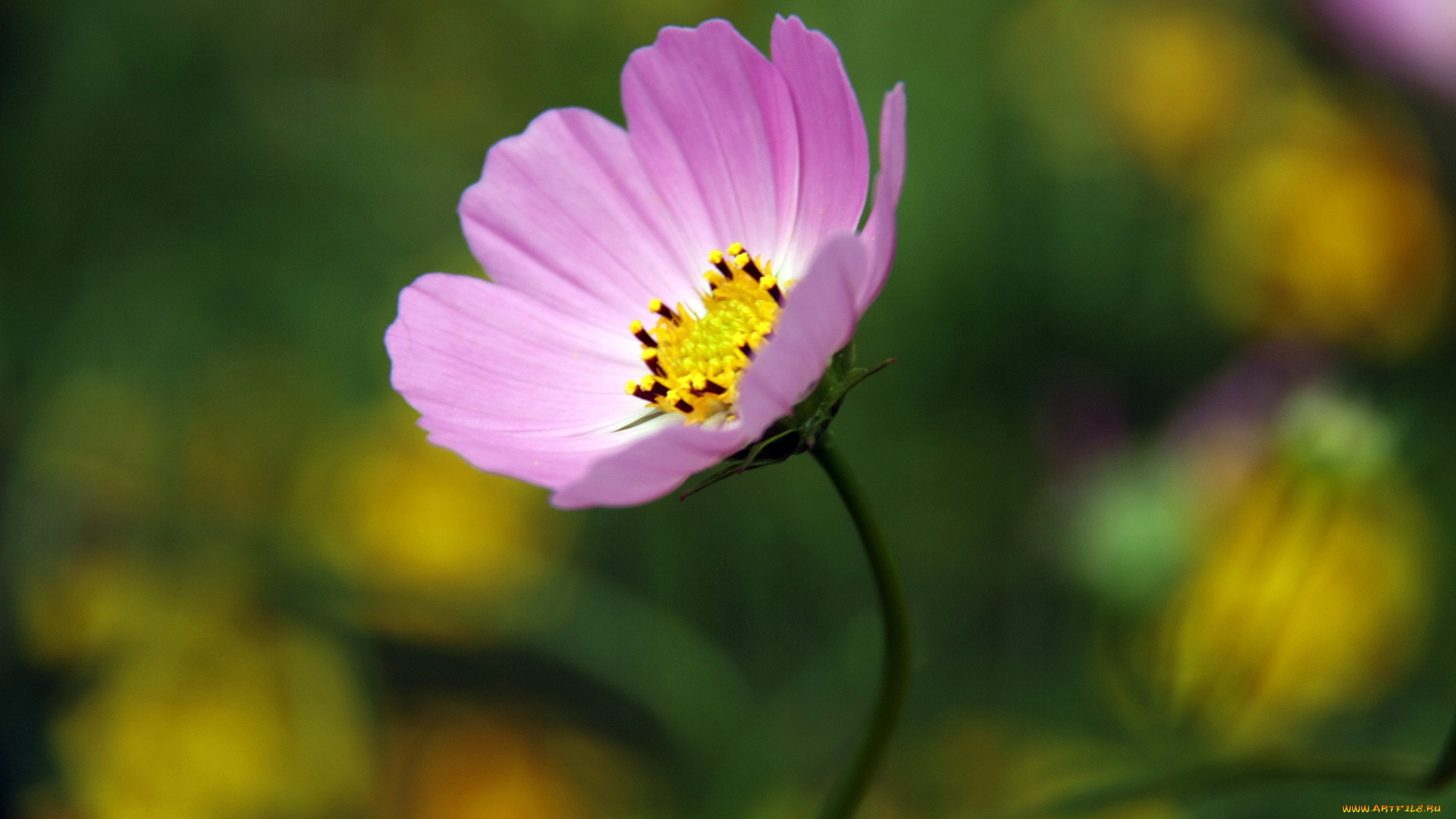 цветы, космея, розовый