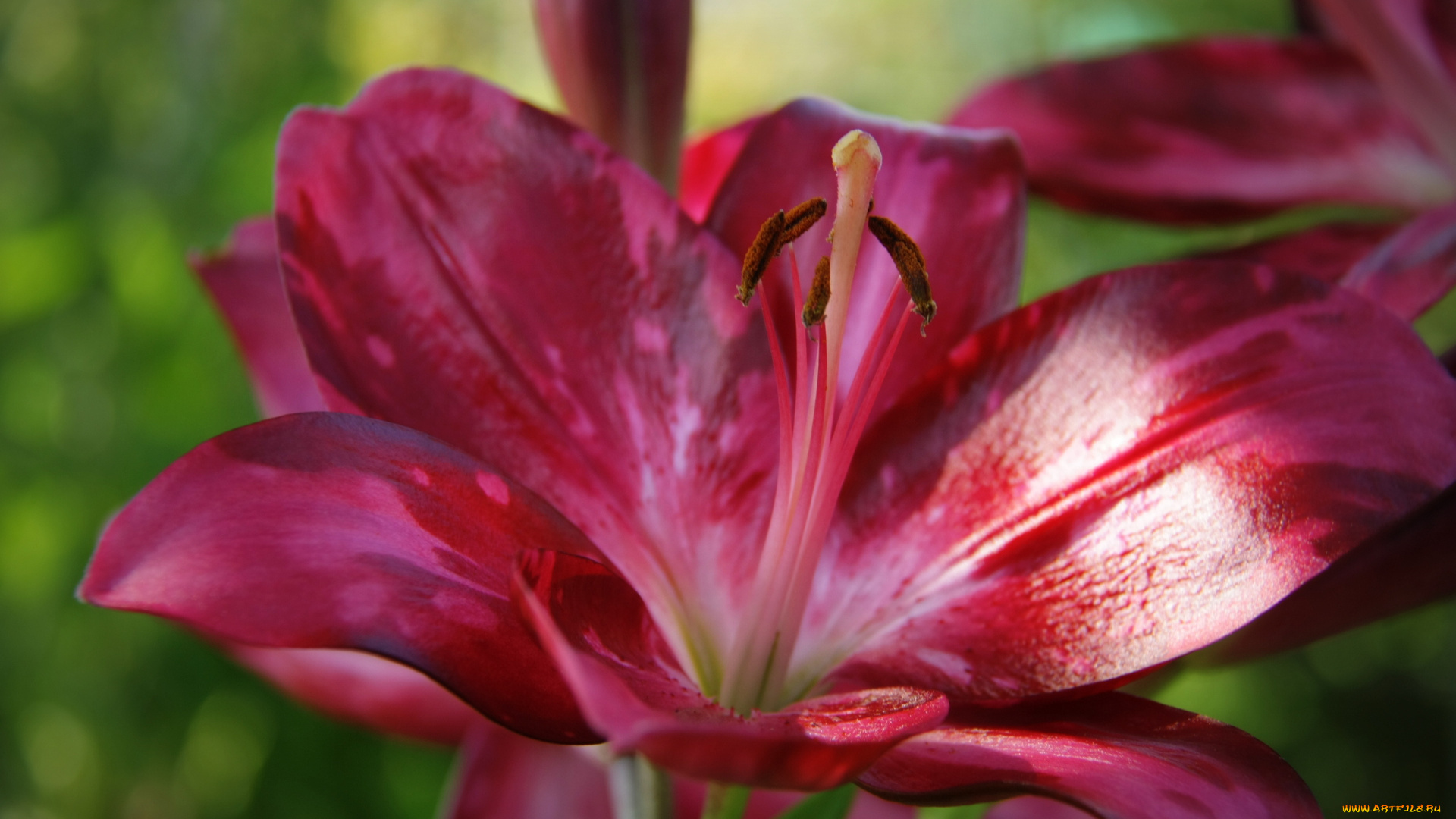 цветы, лилии, лилейники, макро