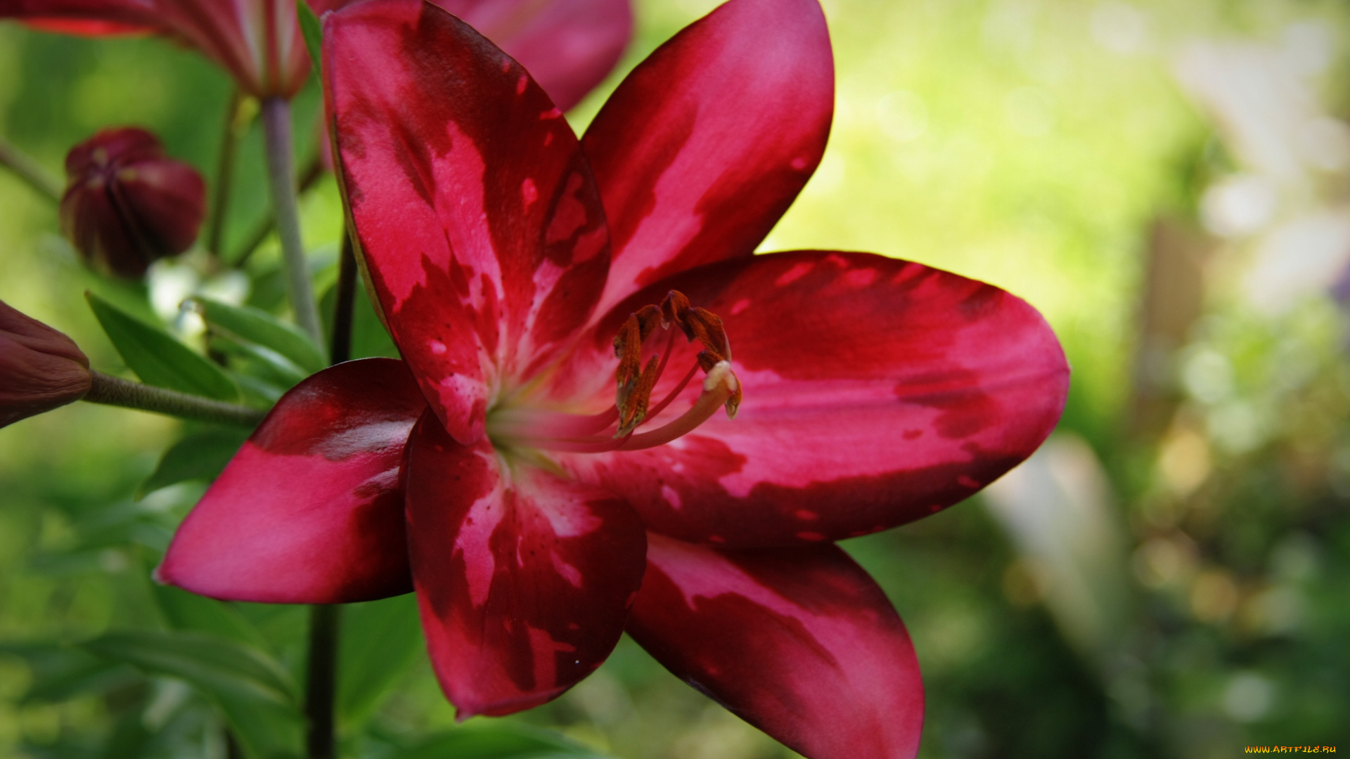 цветы, лилии, лилейники, макро