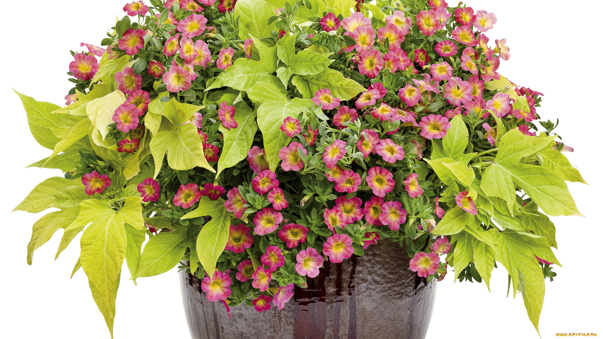 цветы, петунии, калибрахоа, calibrachoa, вазон