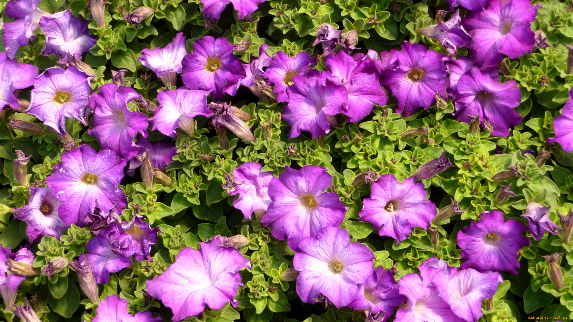 цветы, петунии, калибрахоа, петунья