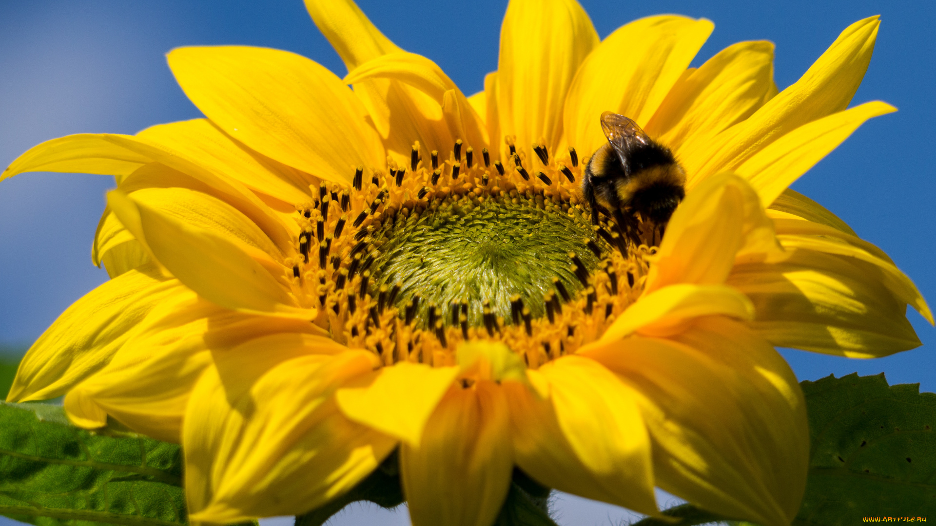 цветы, подсолнухи