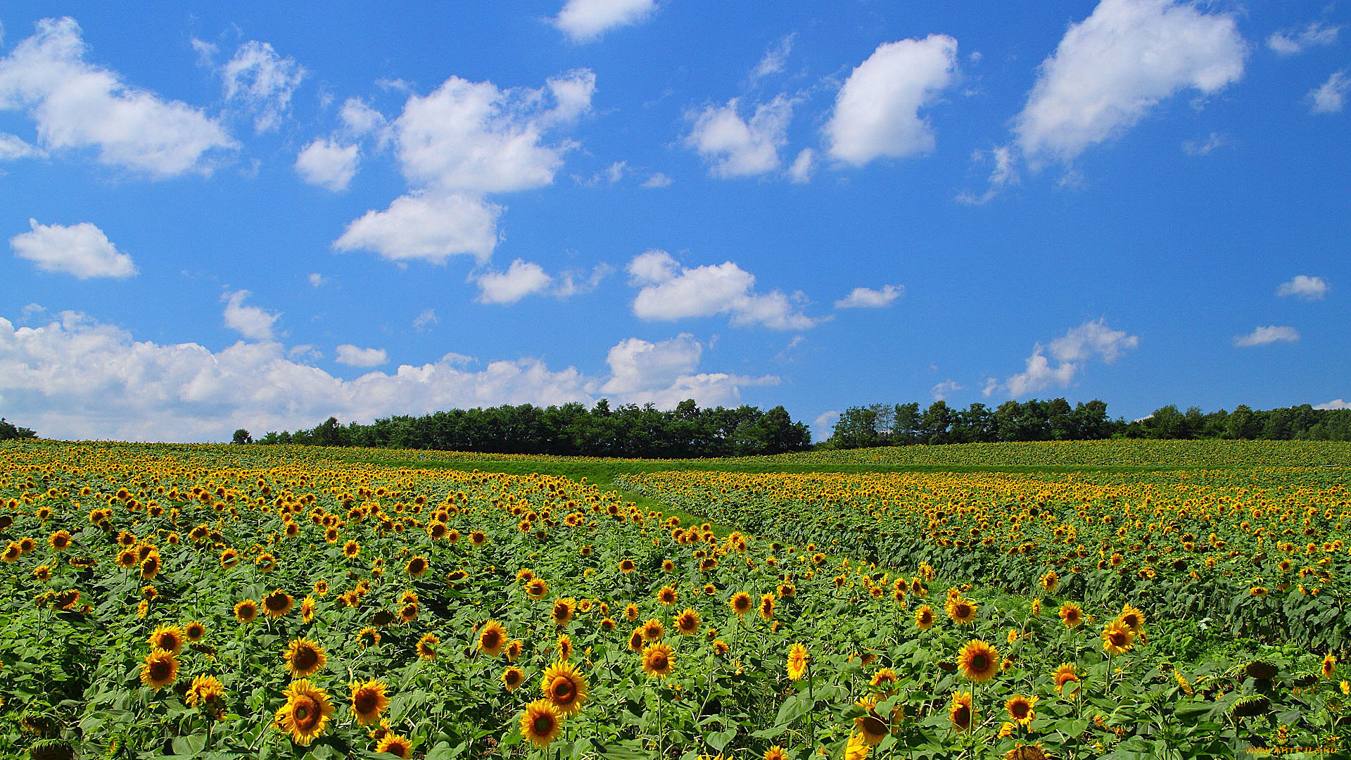 цветы, подсолнухи, облака, небо