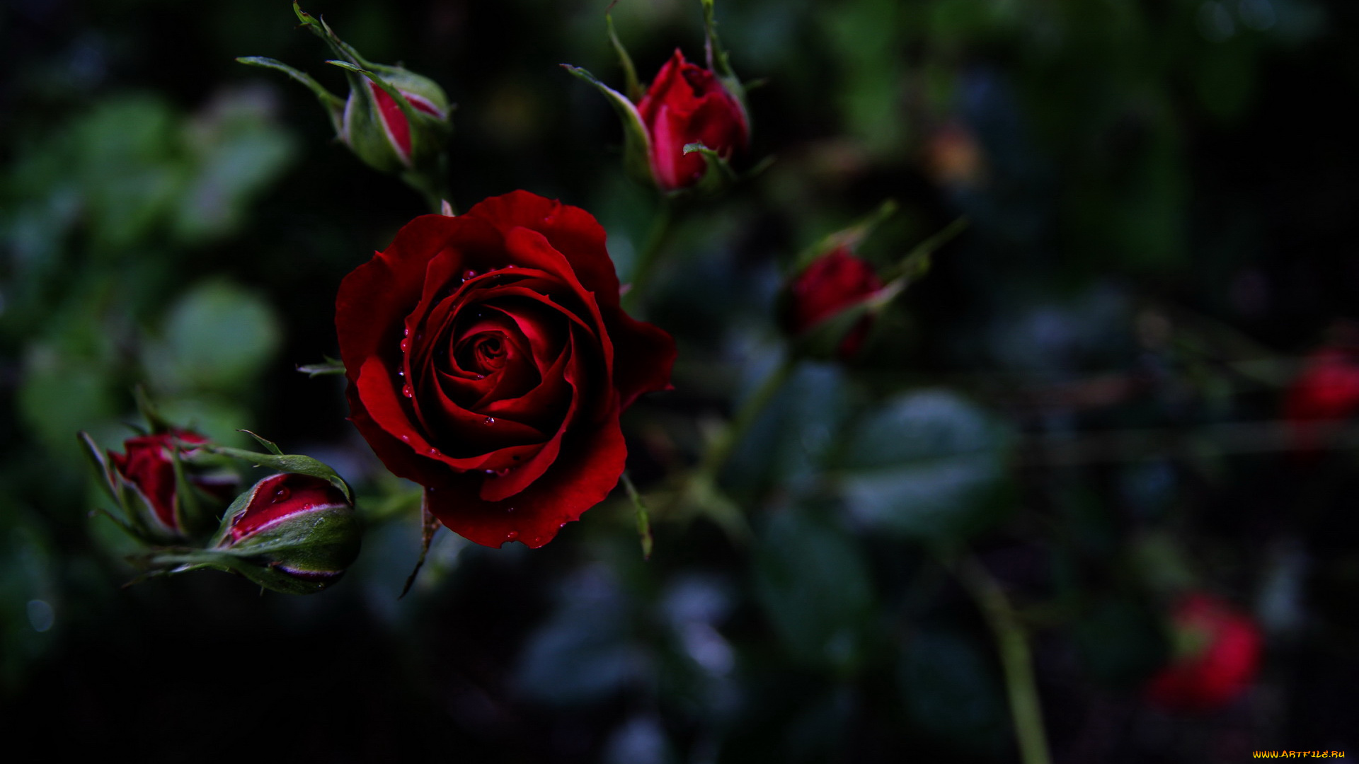 цветы, розы, роза