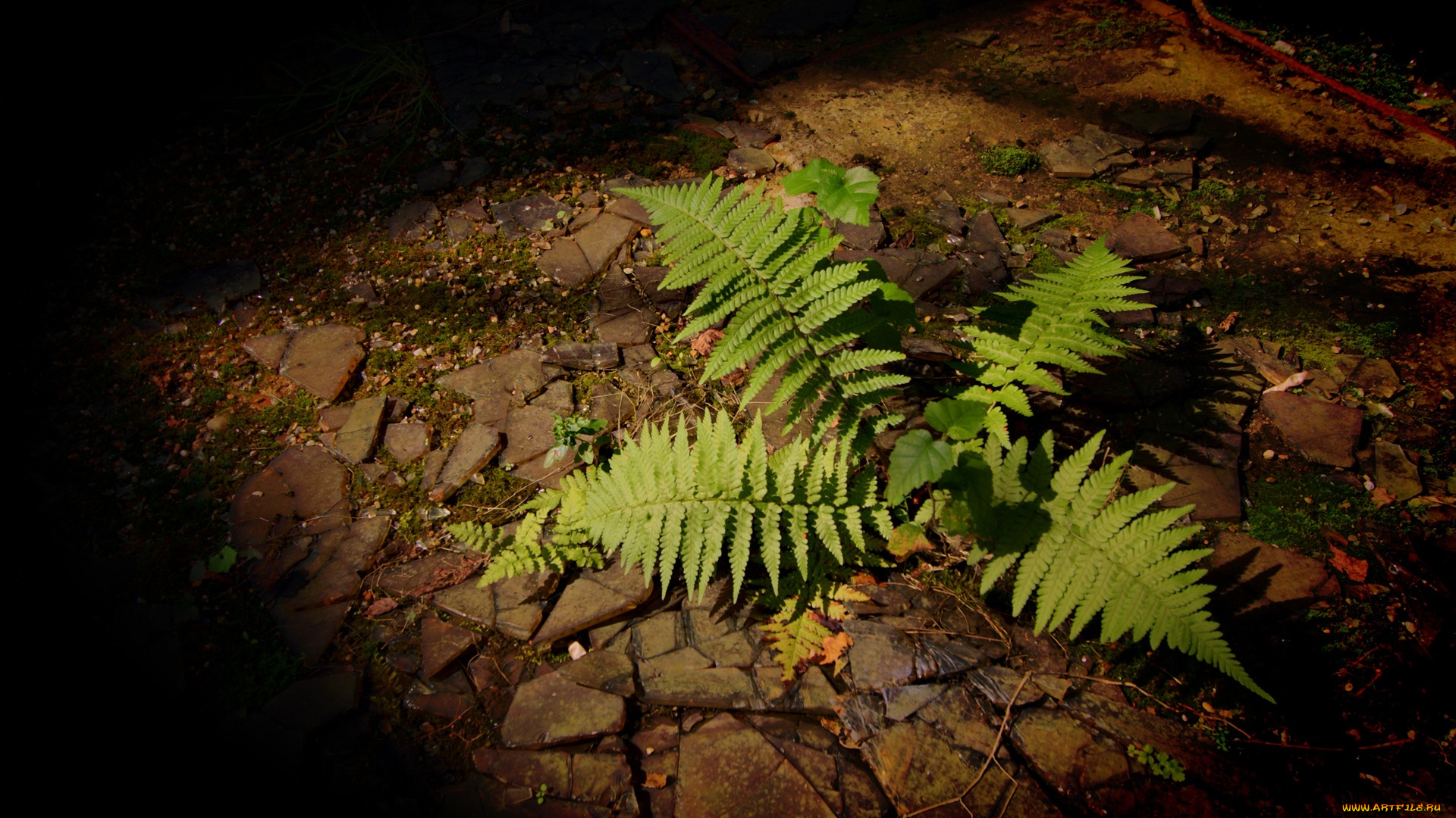 fern, природа, листья, папоротник, стена