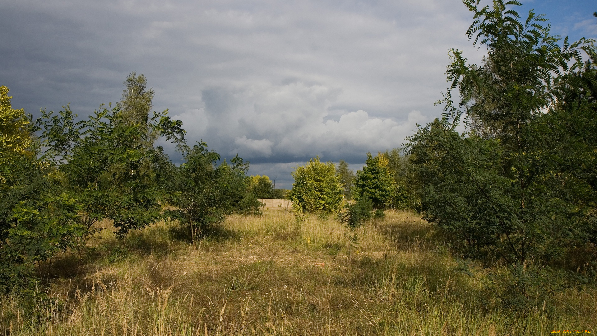 landscape, природа, лес, трава, деревья, редколесье