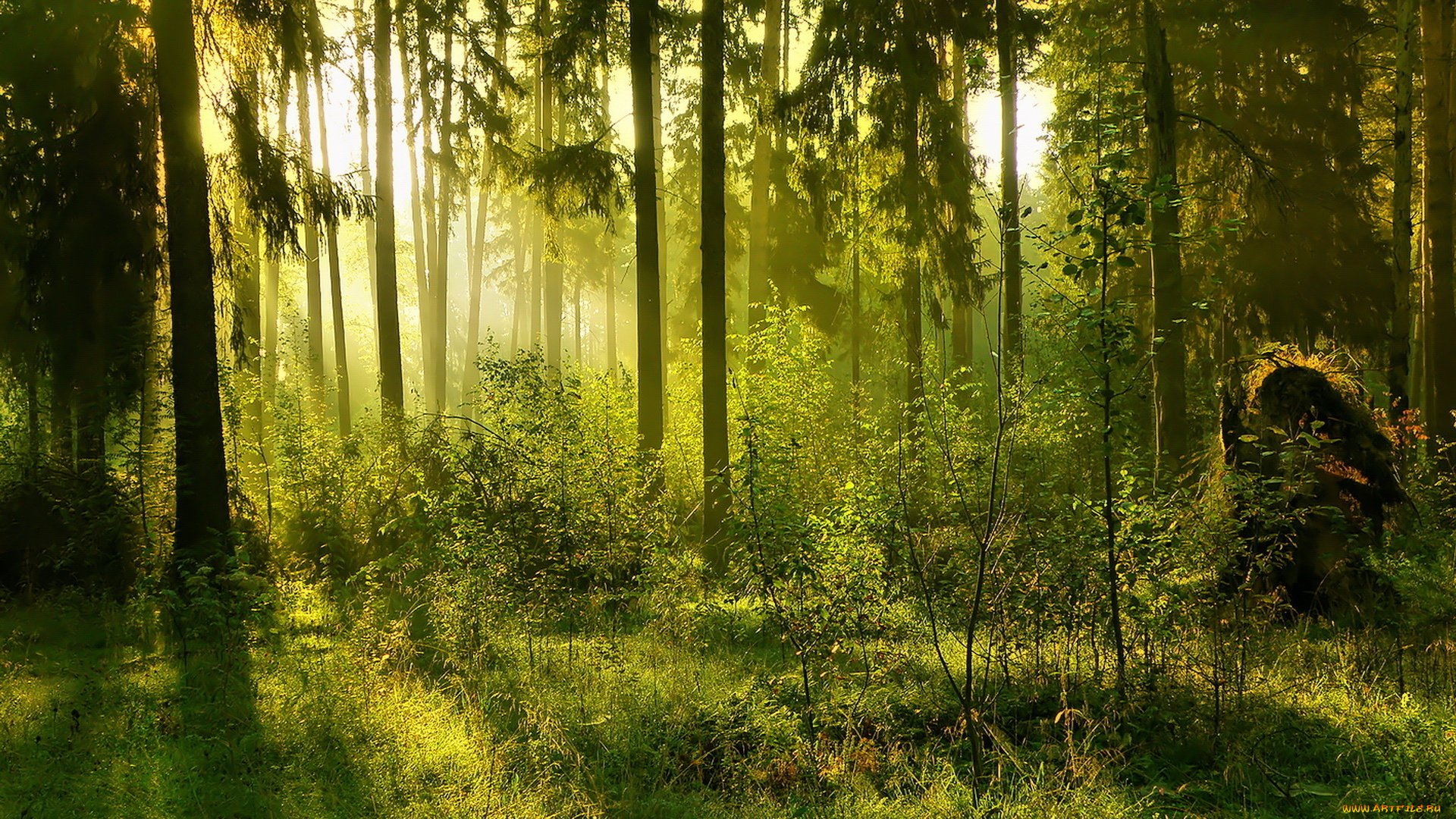 природа, лес, свет, солнце, зелень