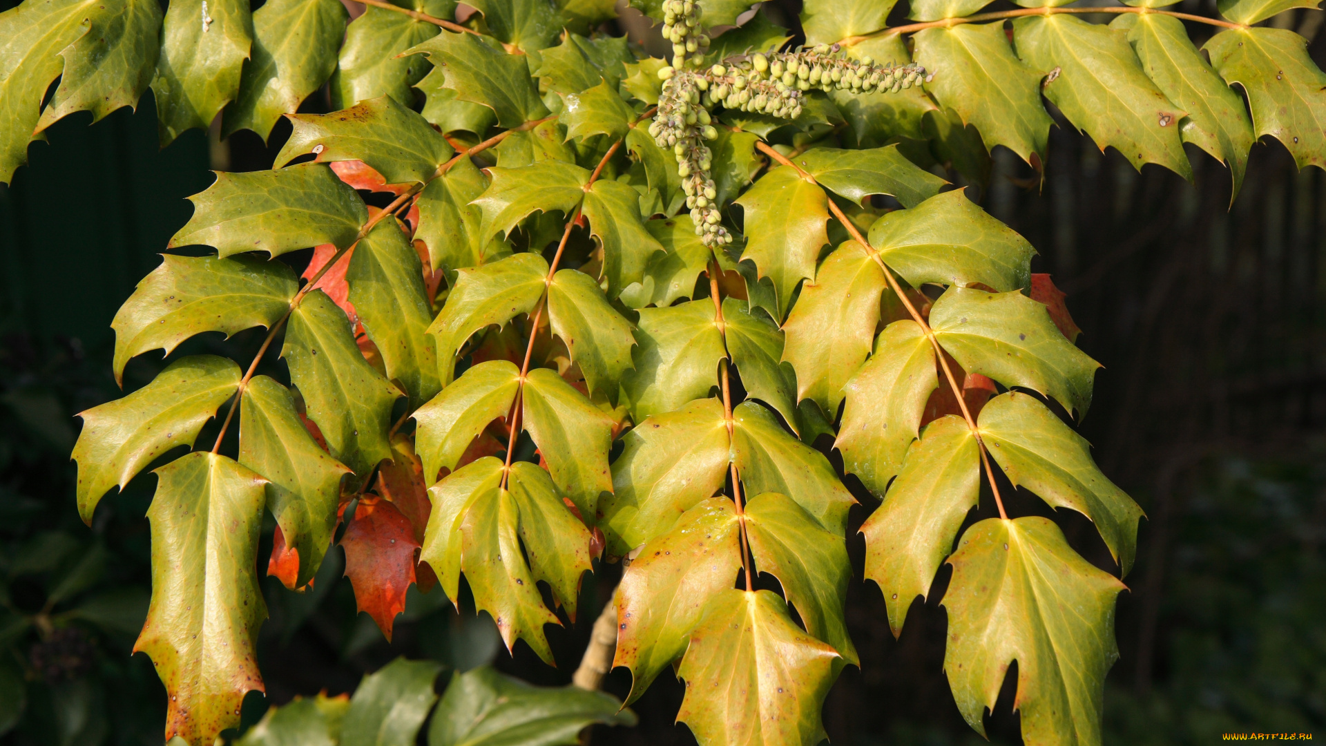 природа, листья