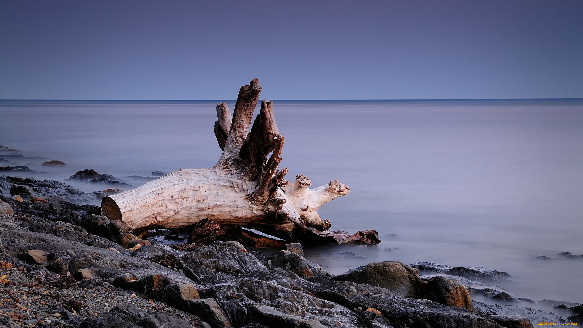 природа, побережье, коряга, сумерки, камни, туман, вода