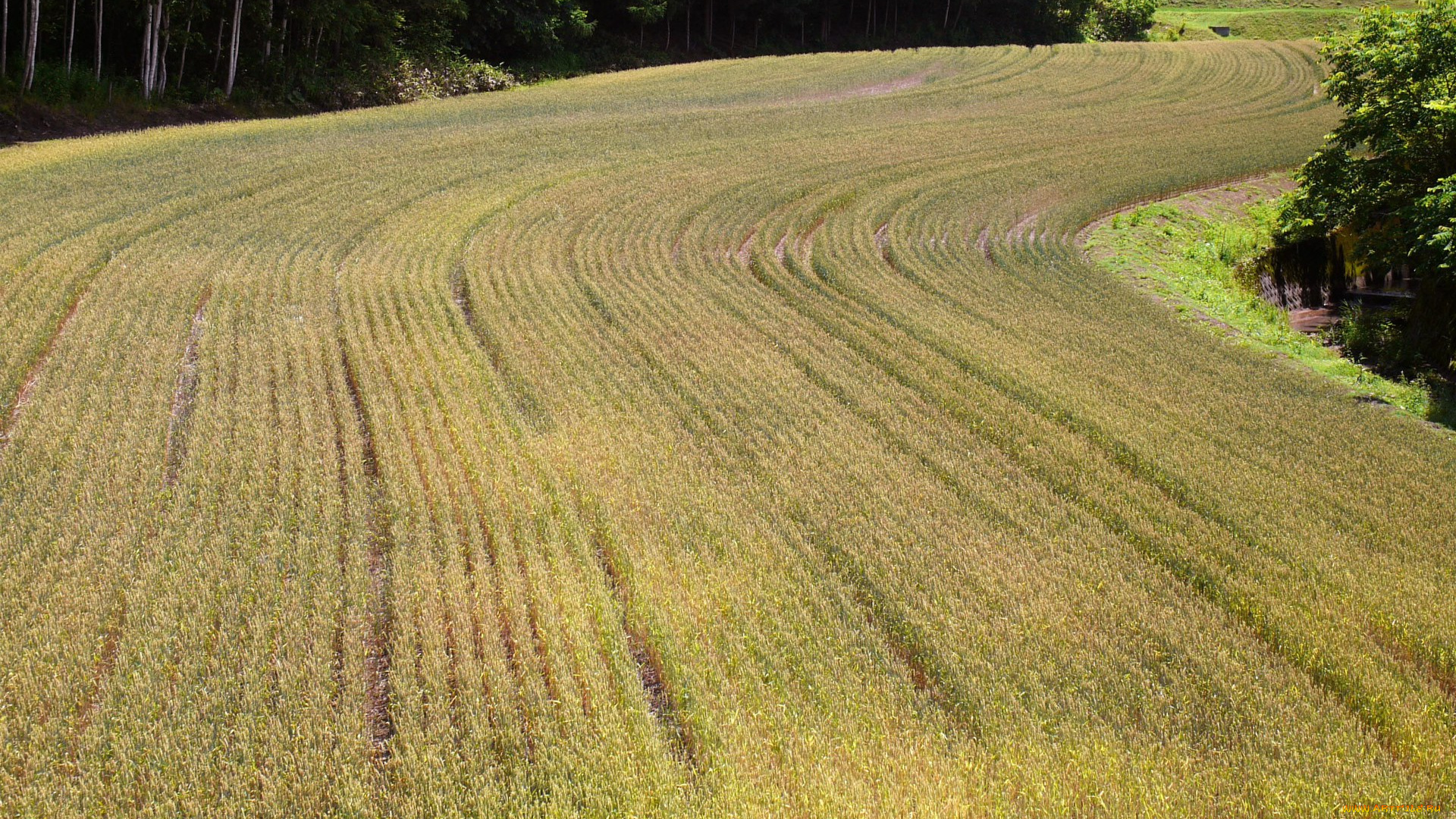 природа, поля, поле