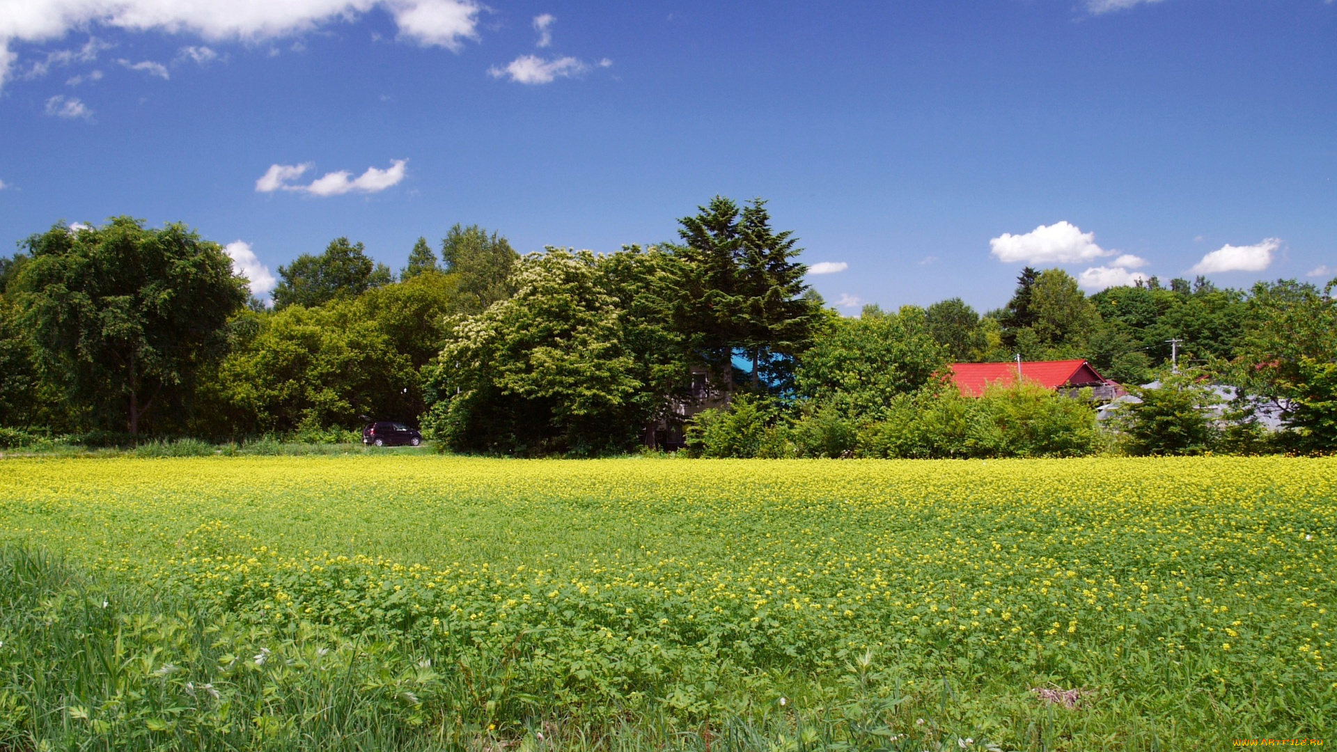 природа, поля, поле