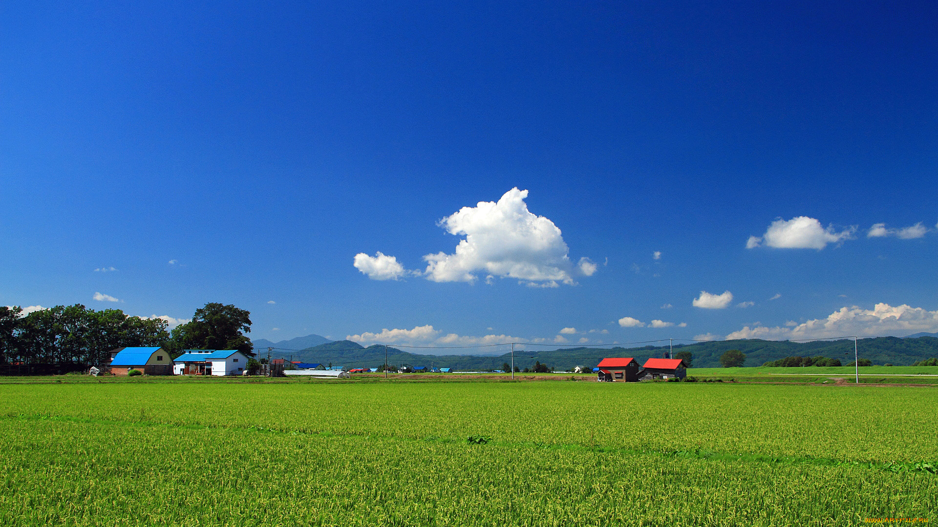 природа, поля, поле
