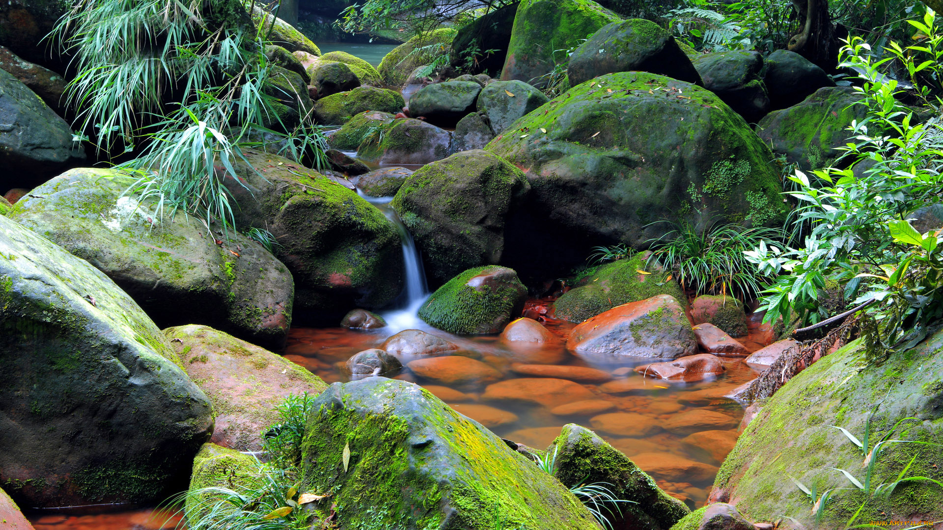 природа, реки, озера, мох, ручей, камни