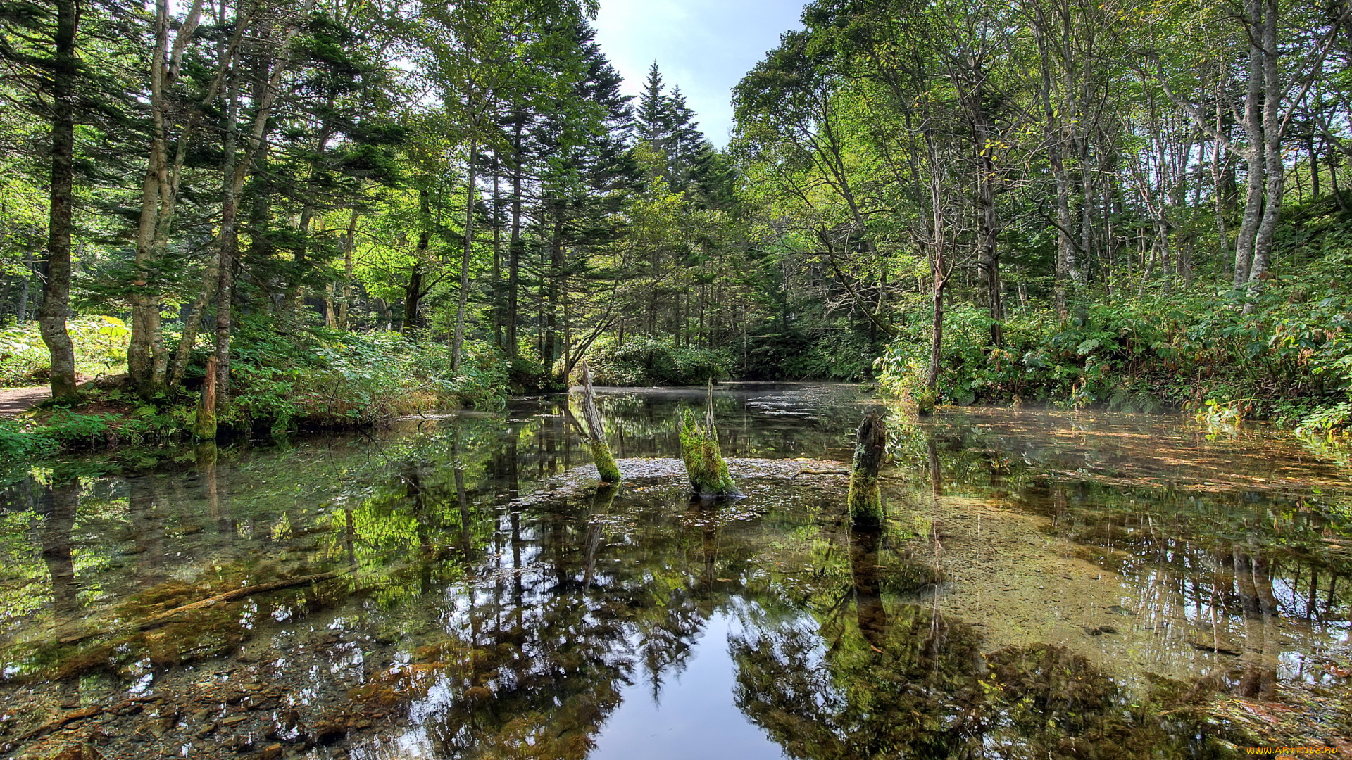 природа, реки, озера, река, лес, лето