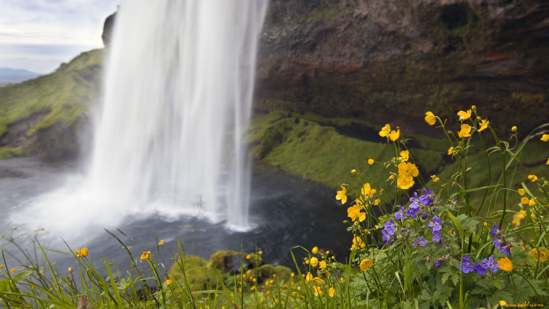seljalandsfoss, iceland, природа, водопады, цветы, исландия