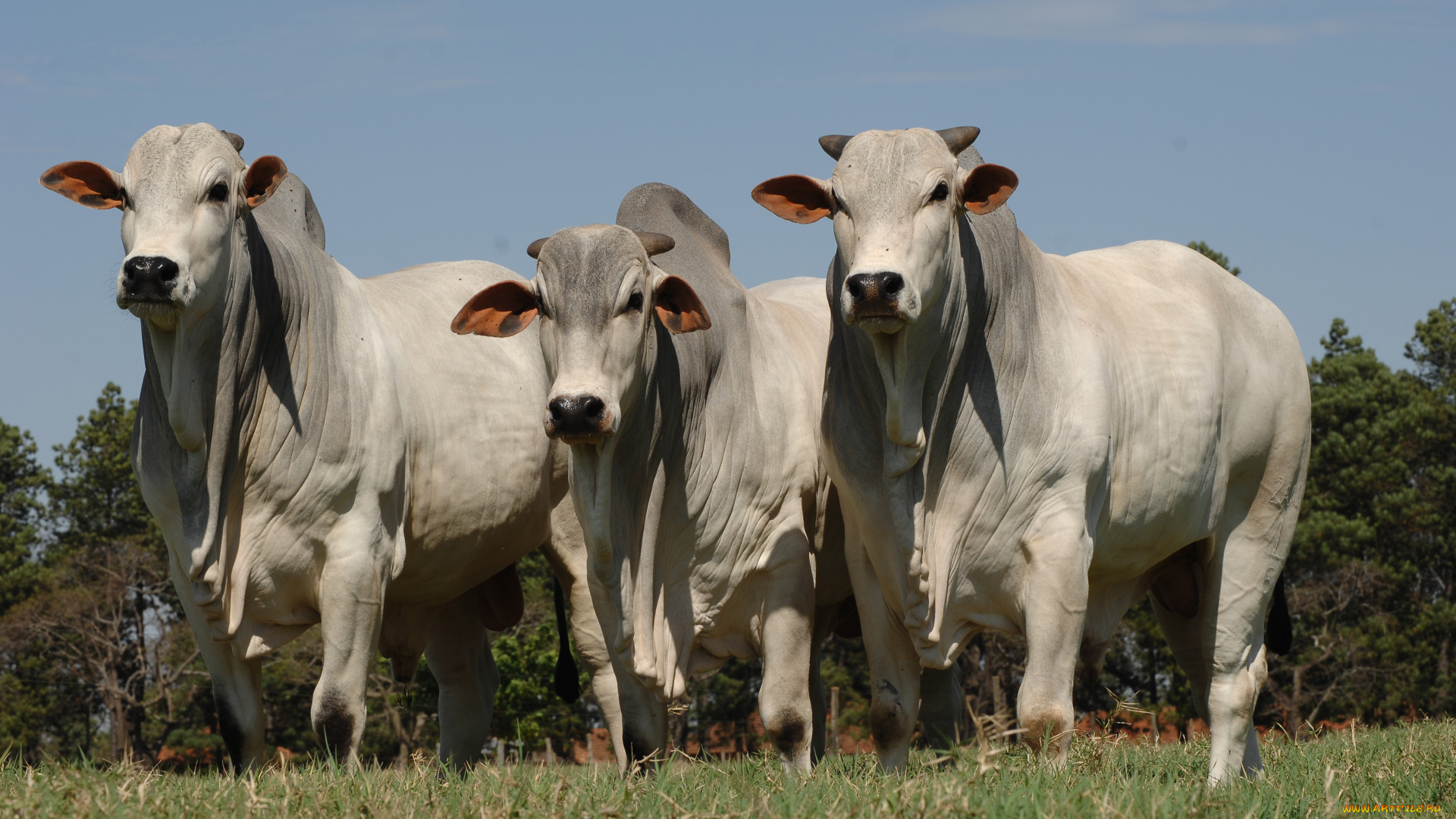 животные, коровы, буйволы, cow