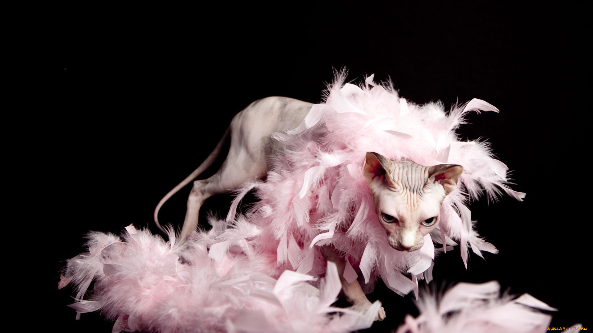 животные, коты, кот