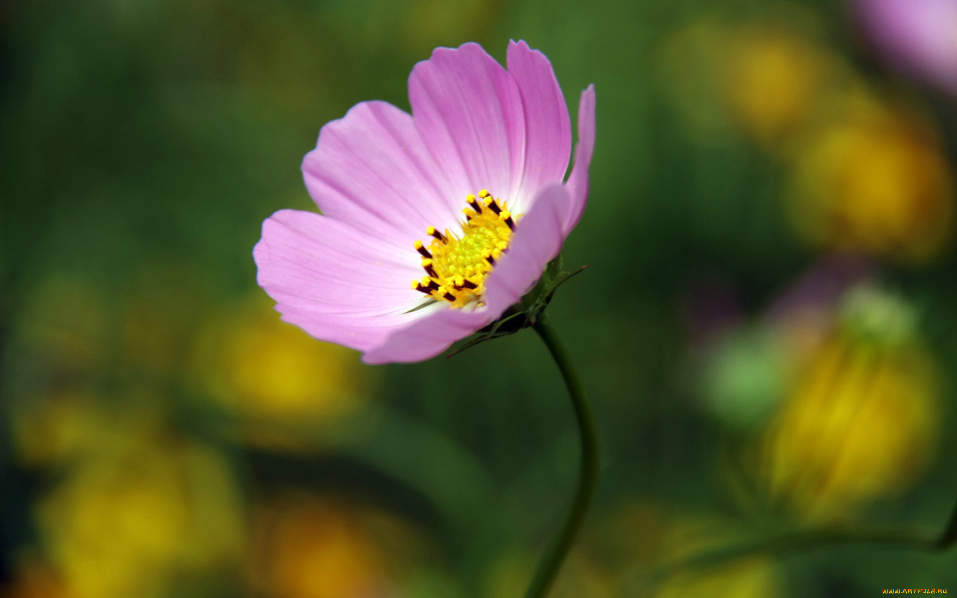 цветы, космея, розовый