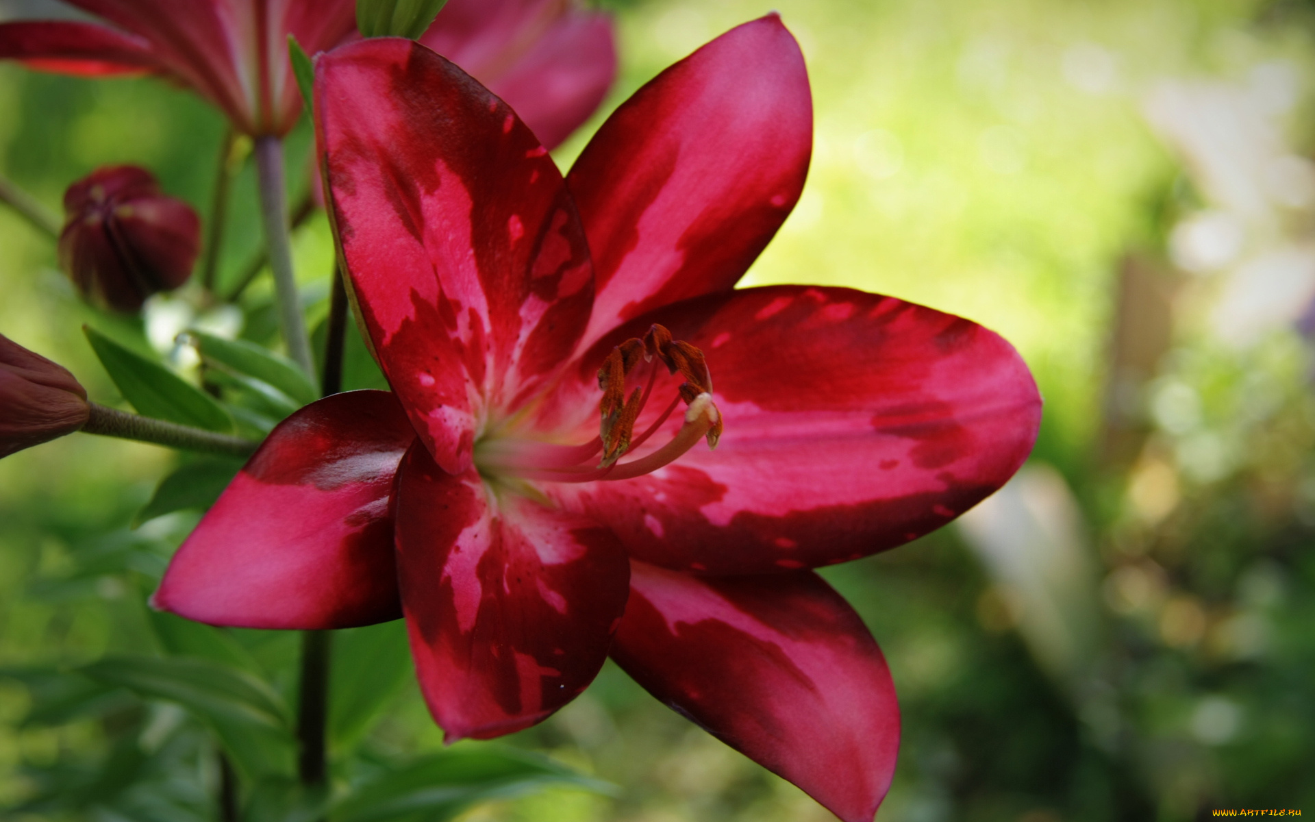 цветы, лилии, лилейники, макро