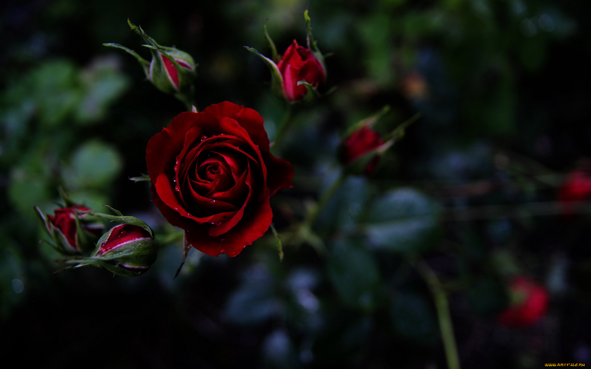 цветы, розы, роза