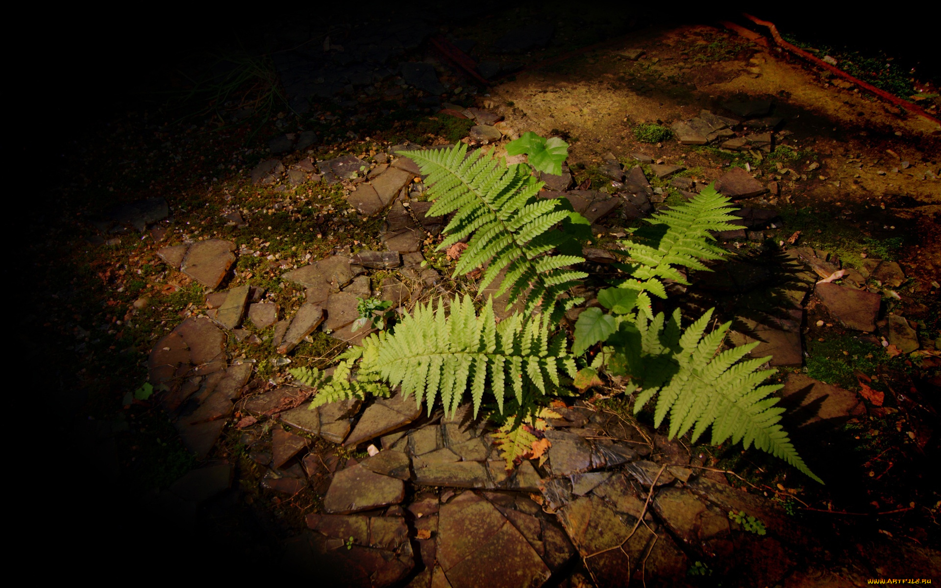 fern, природа, листья, папоротник, стена