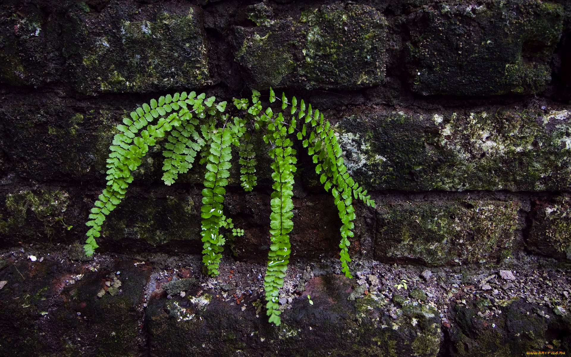 fern, природа, листья, стена, папоротник, обувь