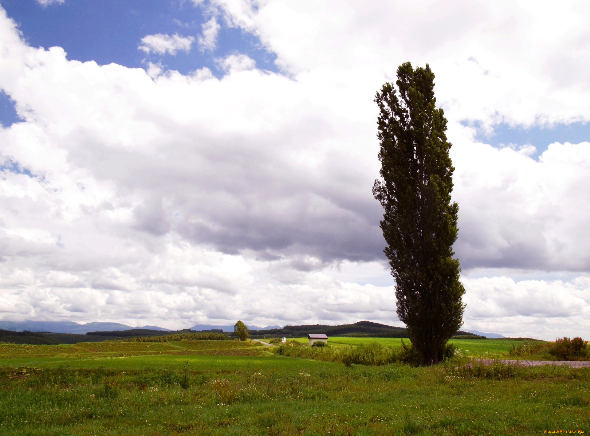 природа, деревья, дерево