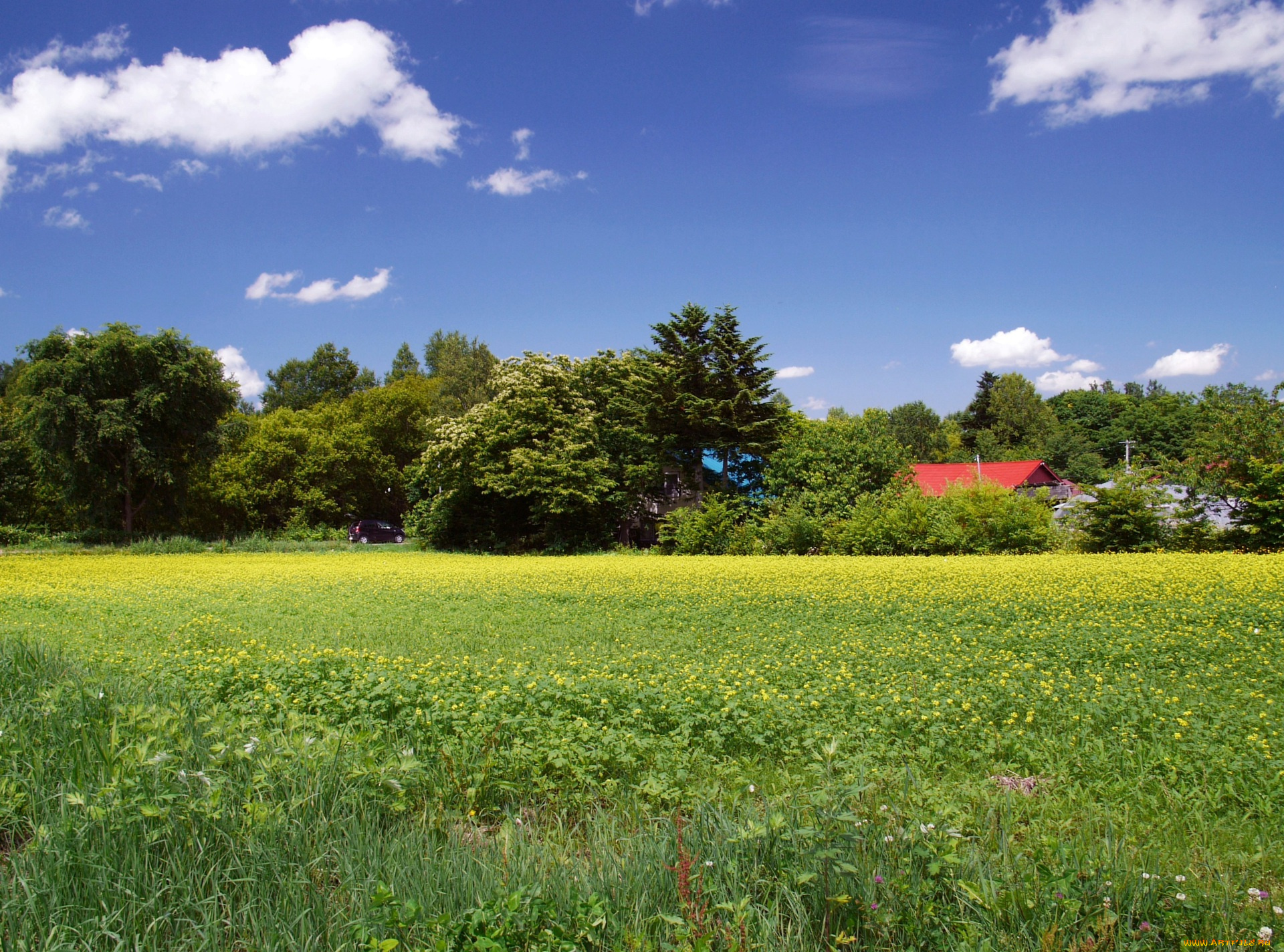 природа, поля, поле