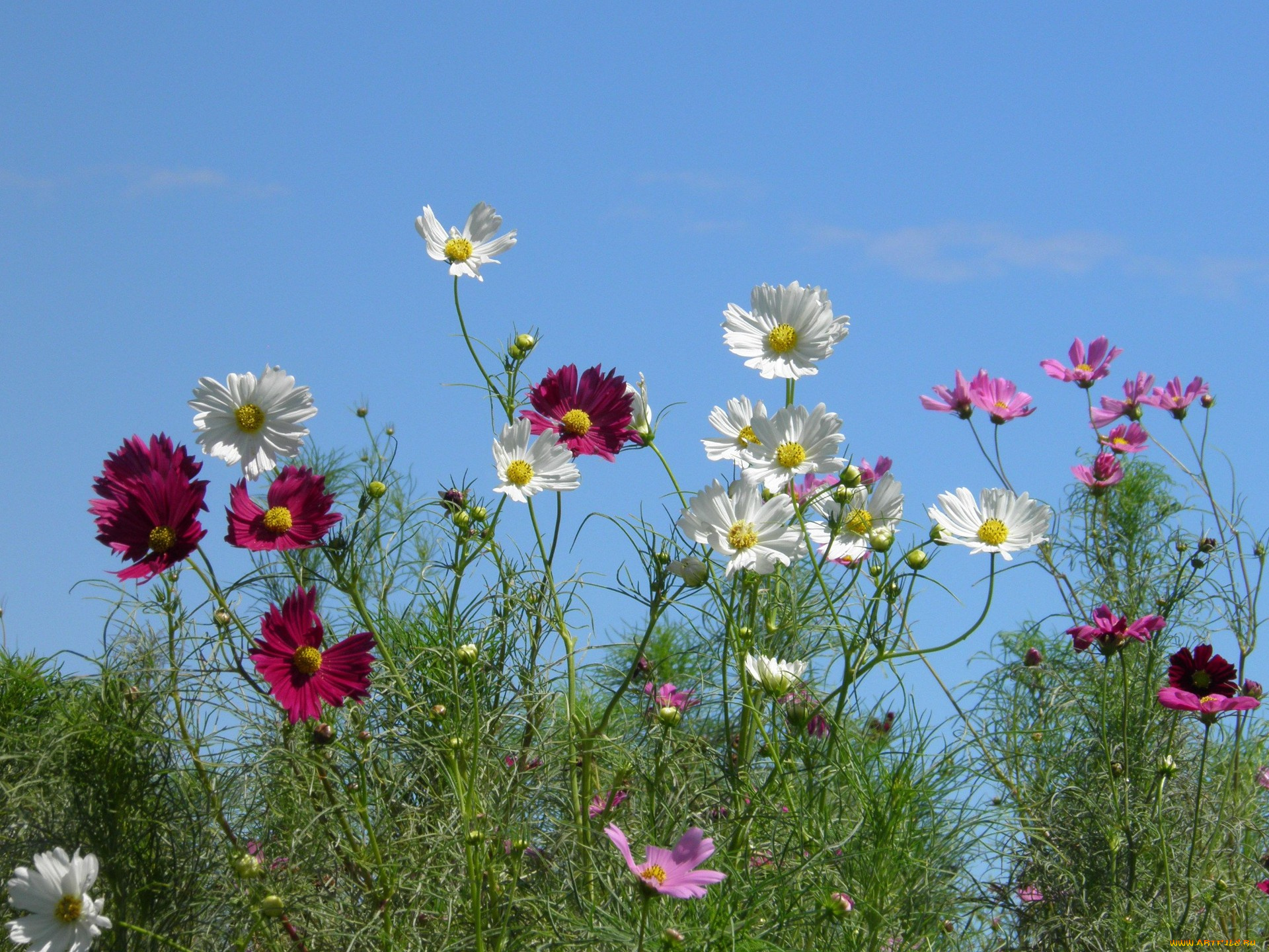 цветы, космея, небо