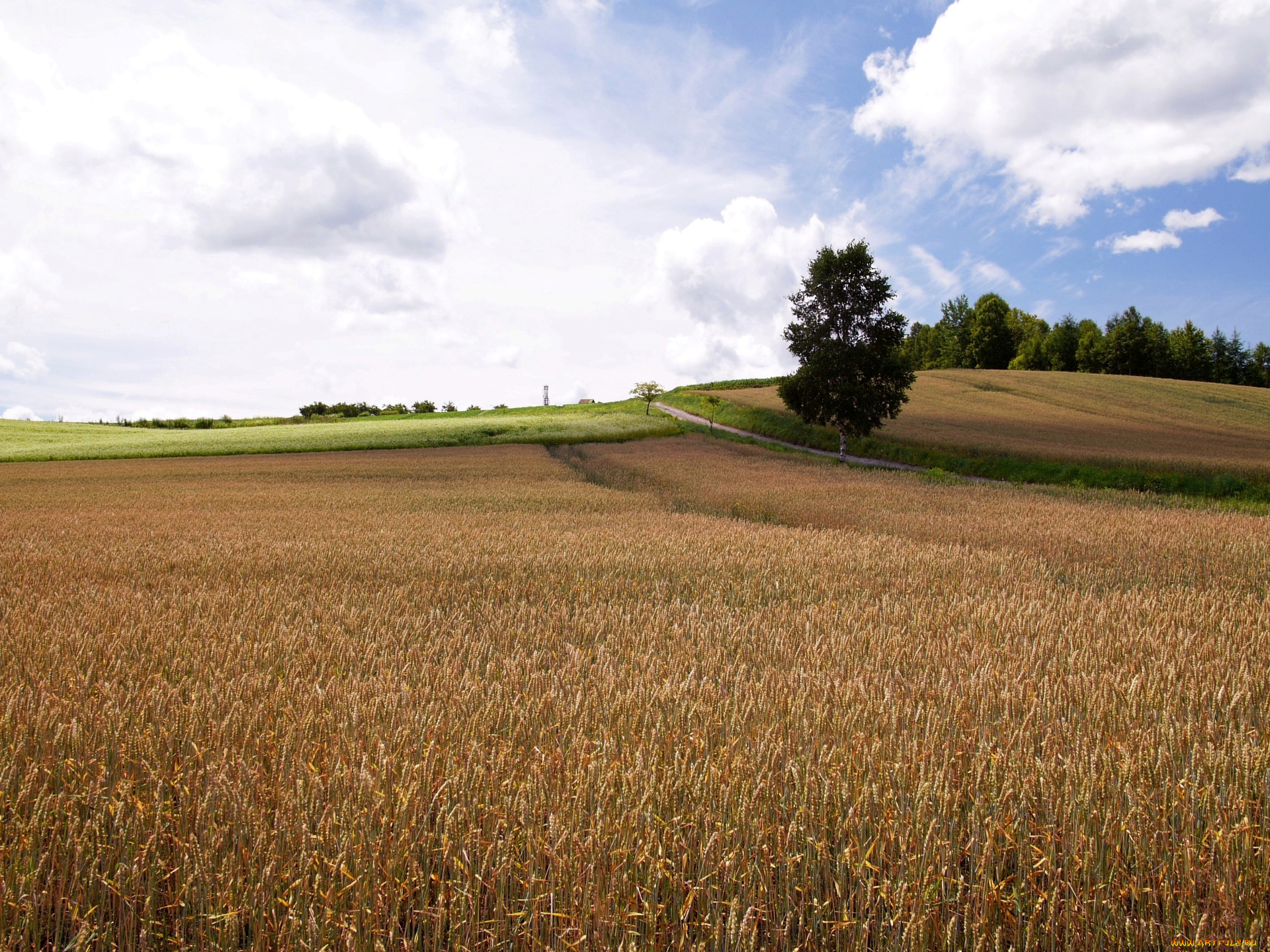 природа, поля, поле