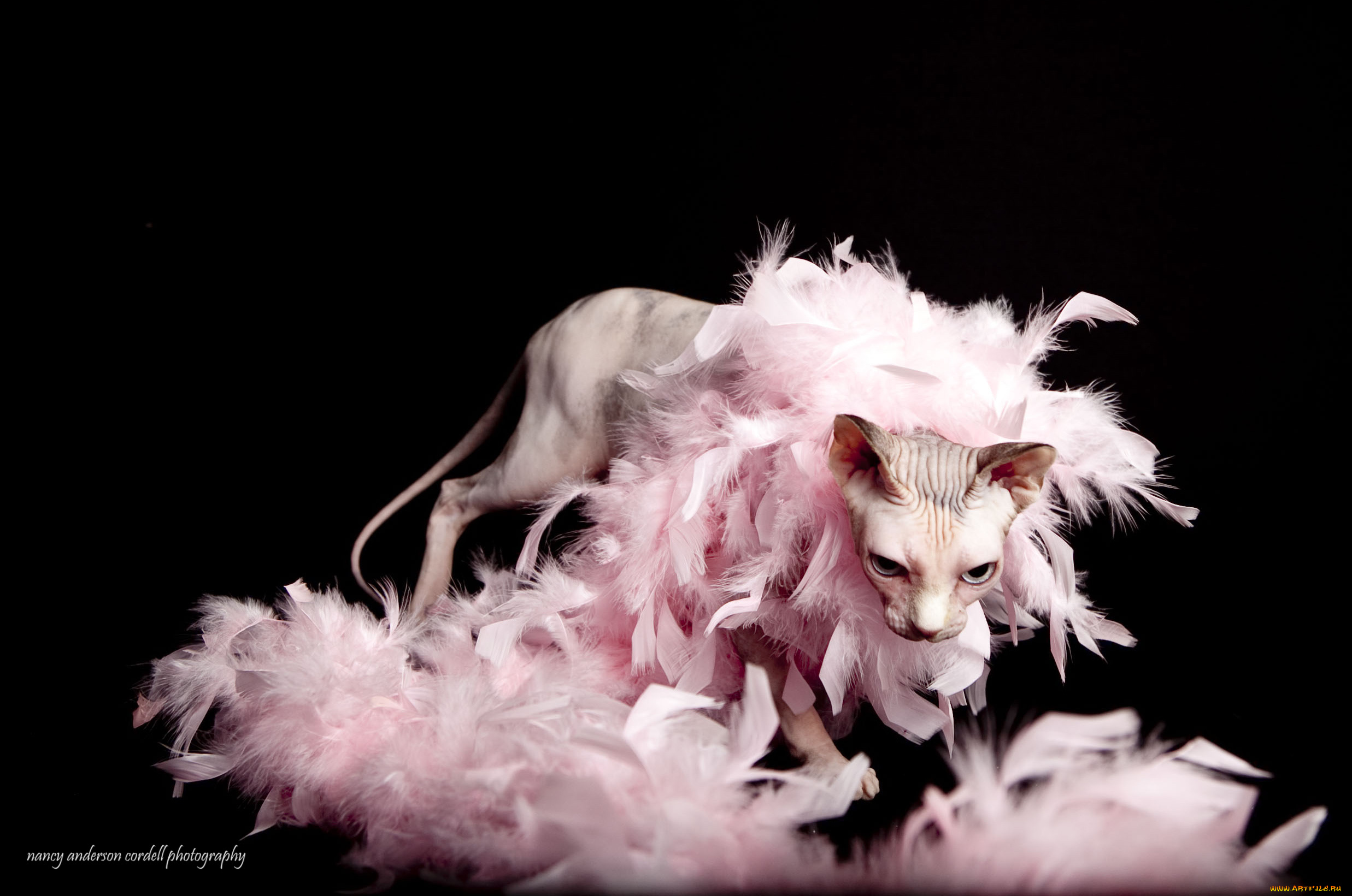 животные, коты, кот