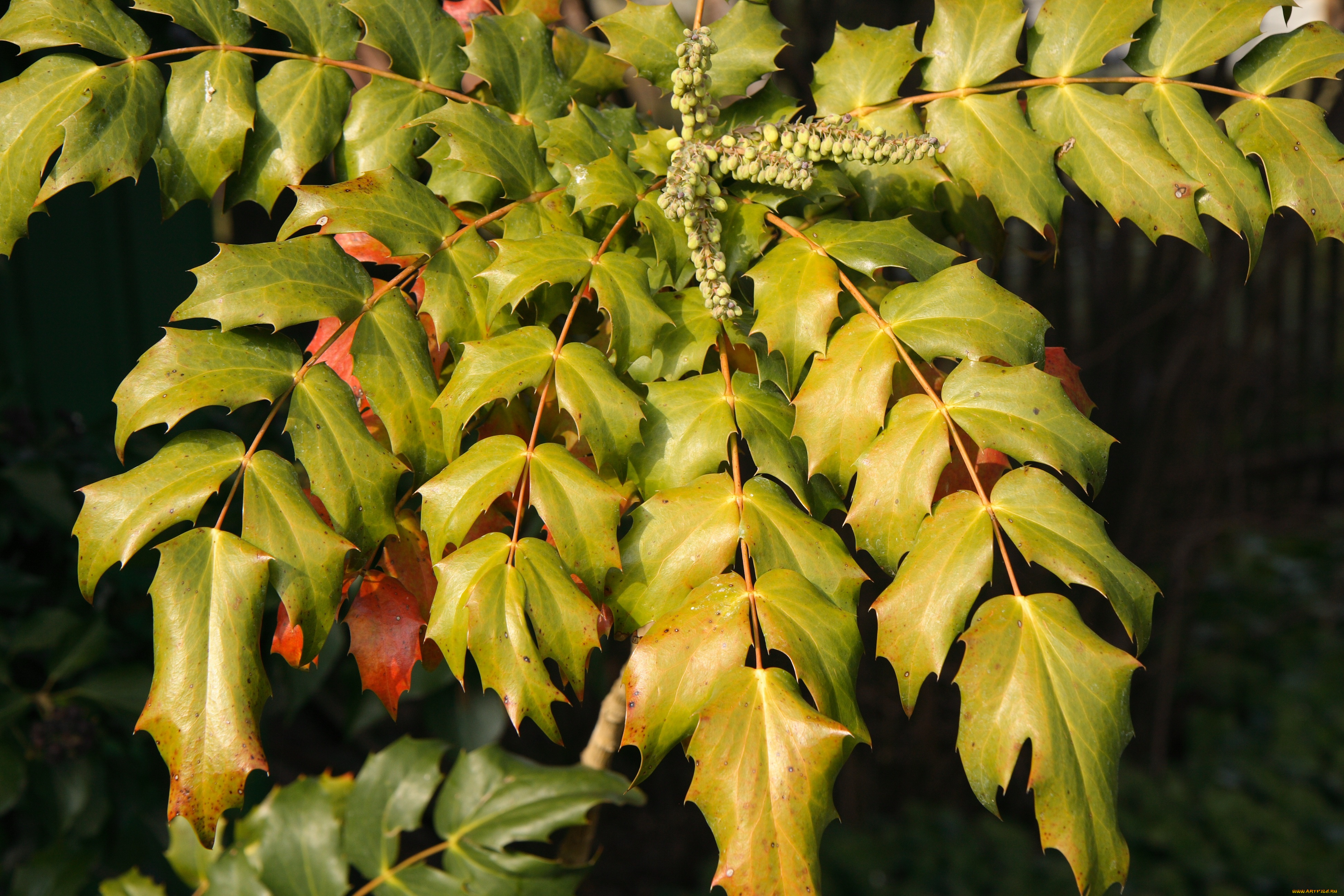 природа, листья