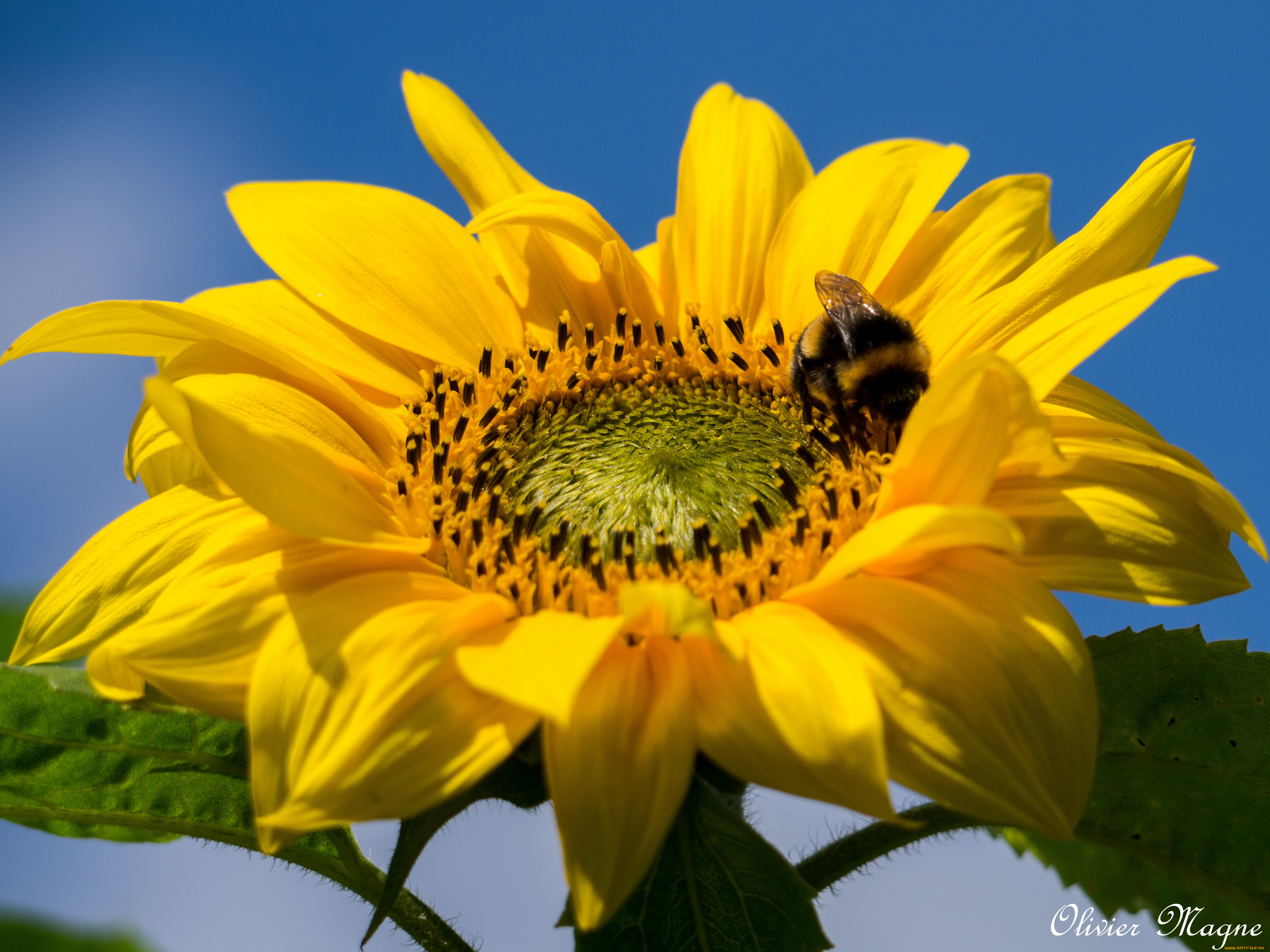 цветы, подсолнухи