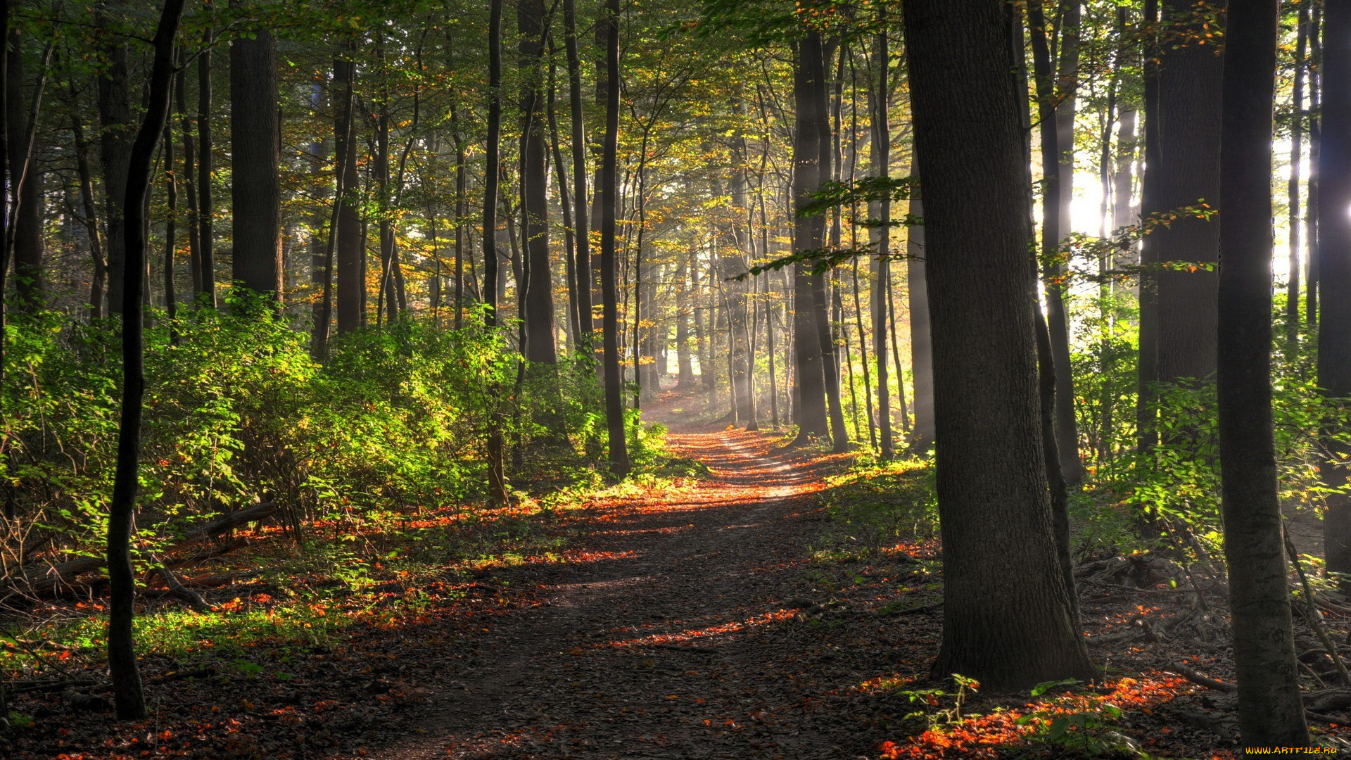 природа, дороги