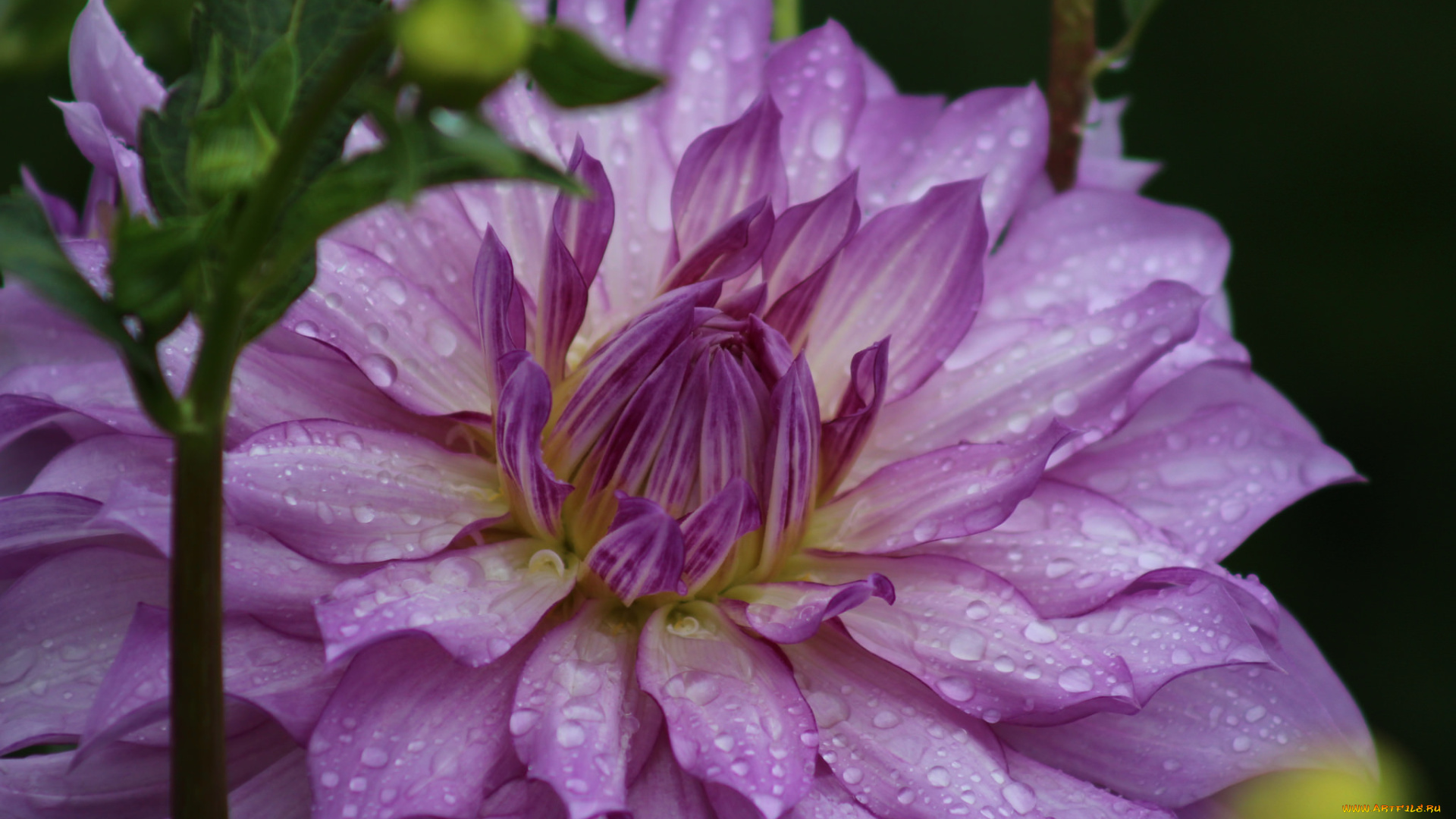 цветы, георгины, после, дождя, капли, георгин