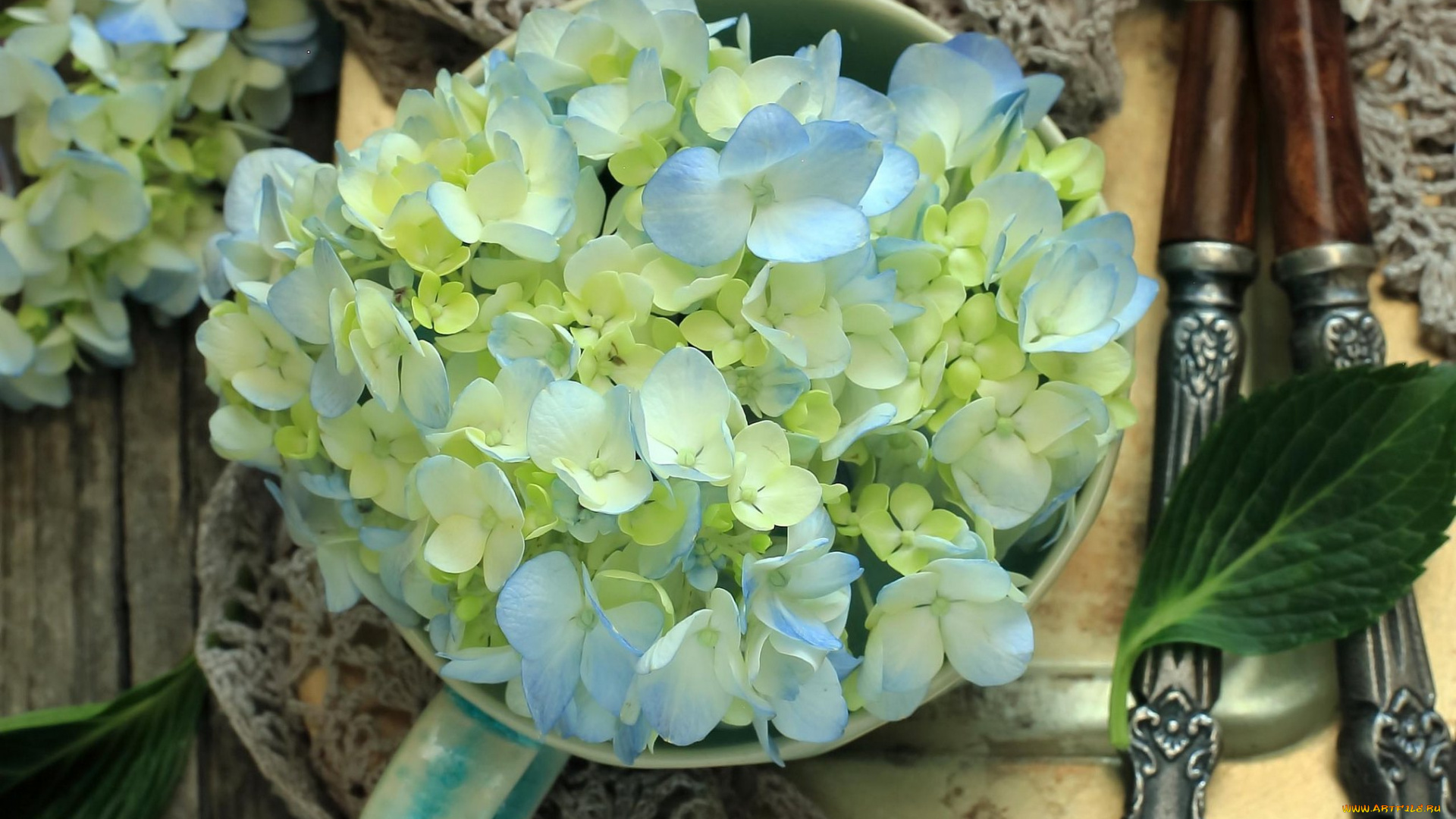 цветы, гортензия, лепестки, чашки