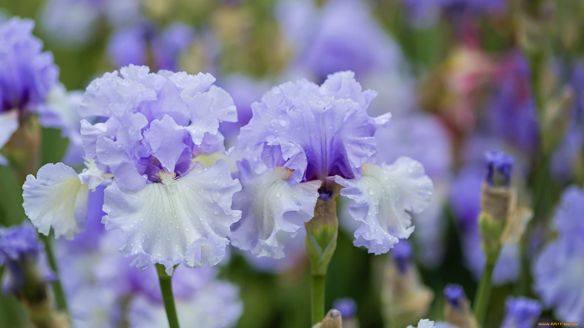 цветы, ирисы, капли, голубые