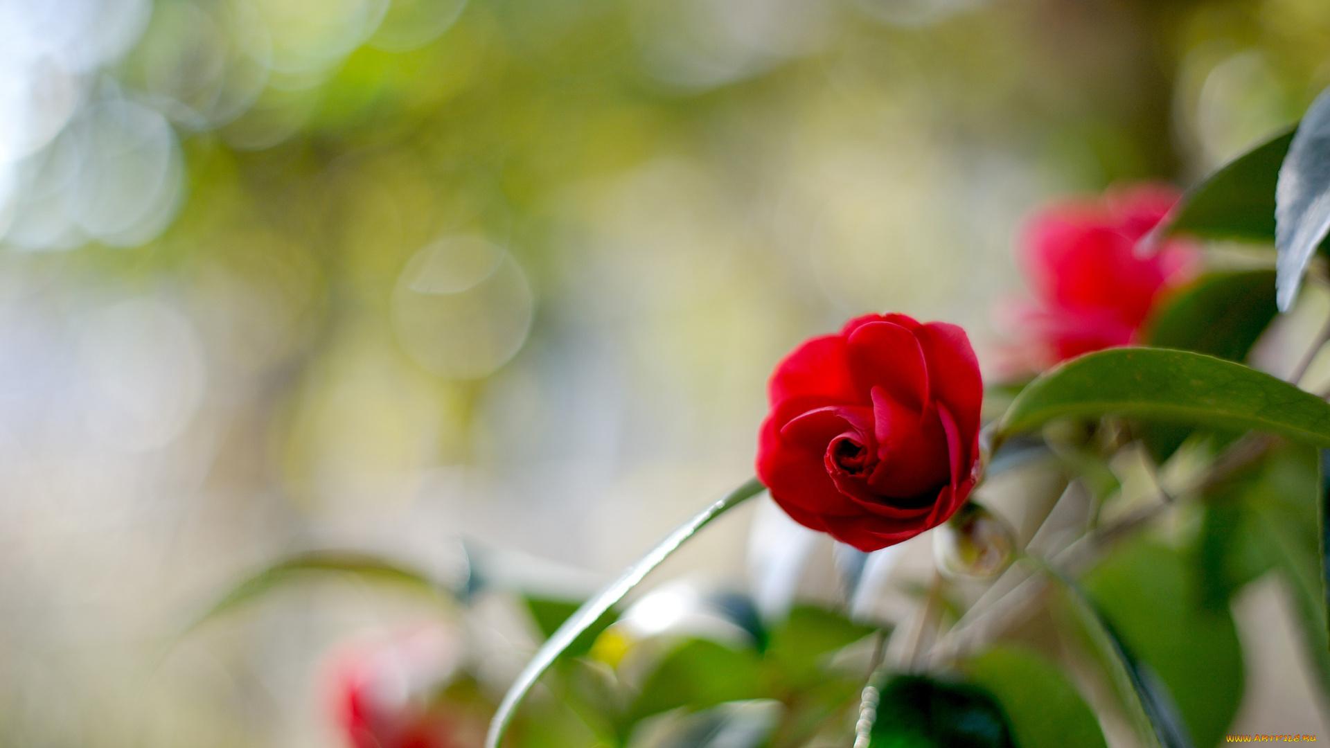 цветы, камелии, листья, цветок, ветка, цветение, бутон, красная, камелия