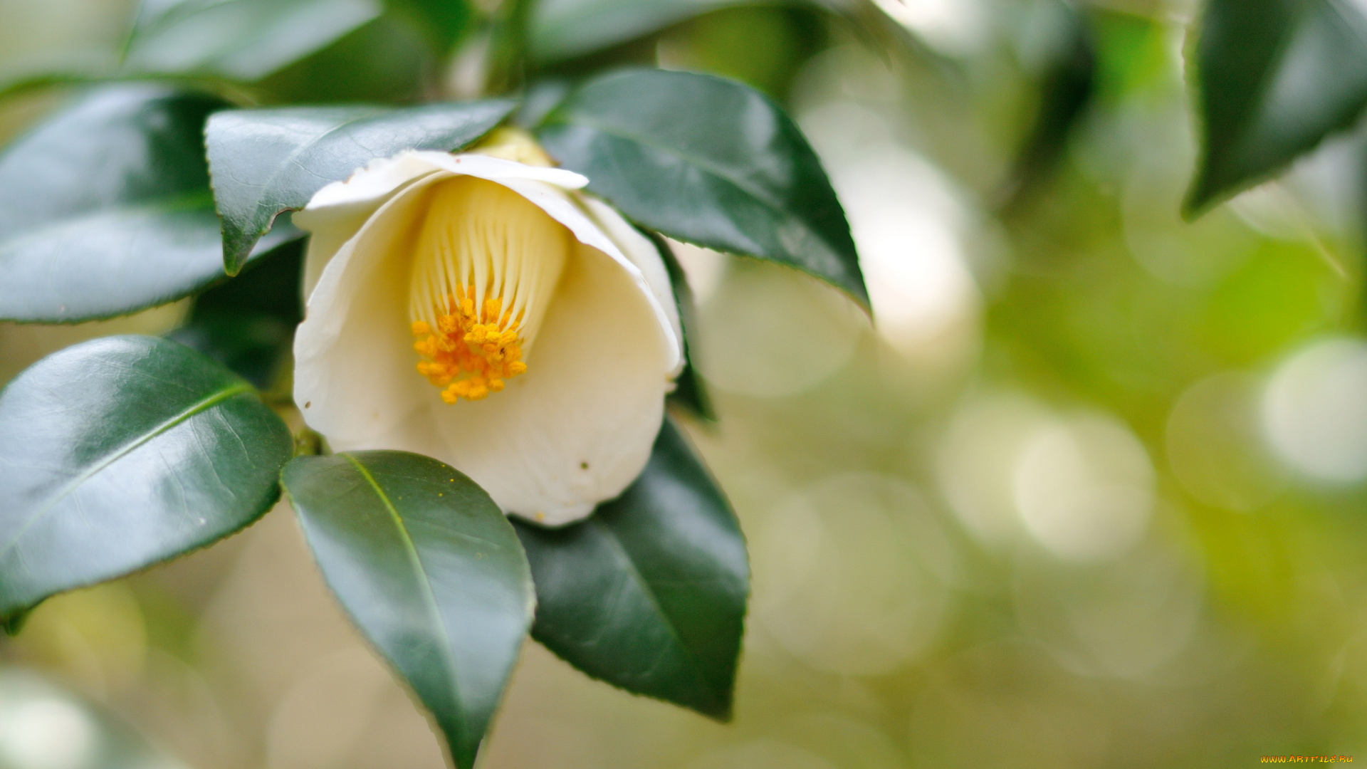 цветы, камелии, ветка, цветок, white, camellia, leaves, белая, камелия, листья, branch, flower