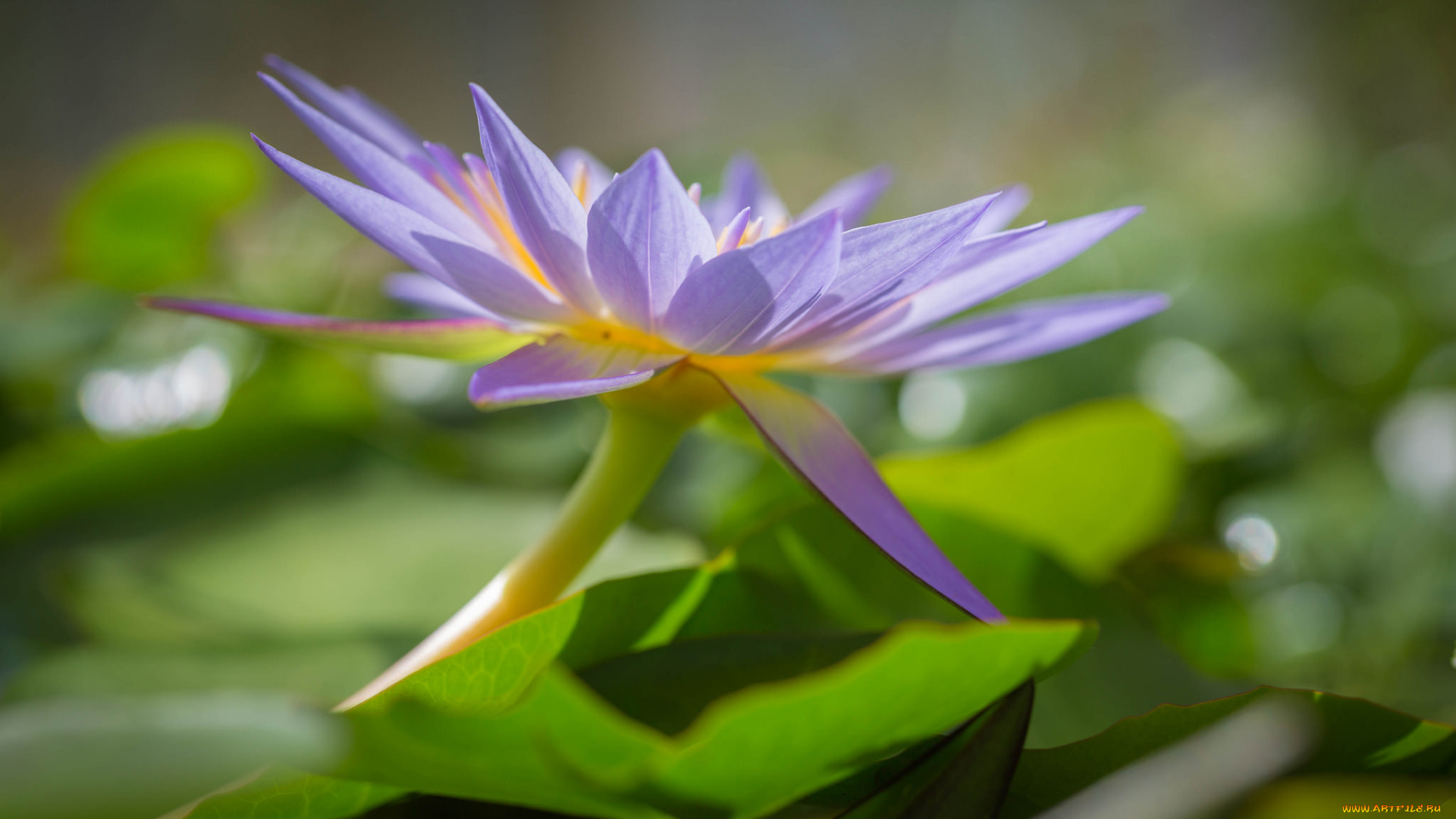 цветы, лилии, водяные, , нимфеи, , кувшинки, кувшинка, листья