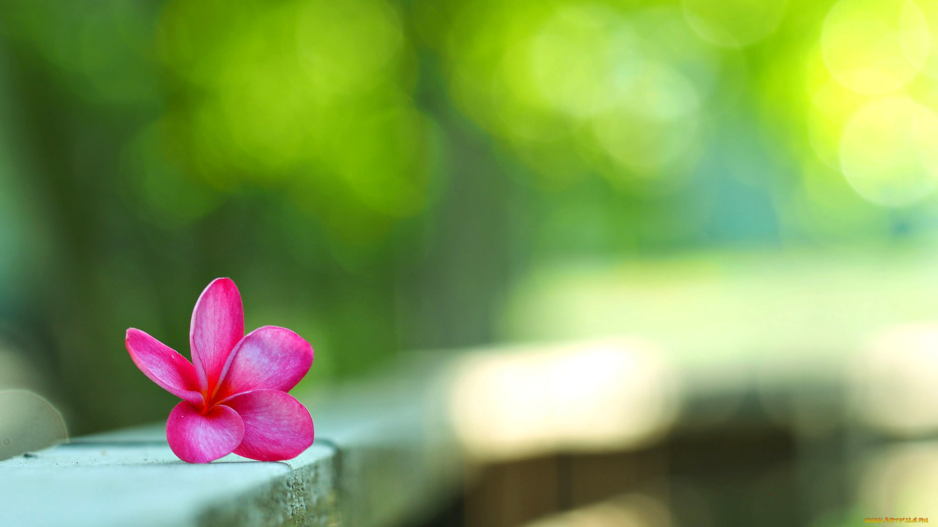 цветы, плюмерия, боке, лепестки